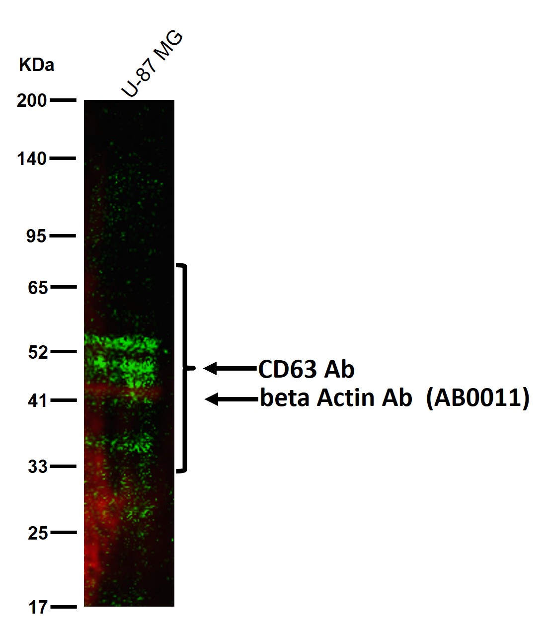 CD63 Ab