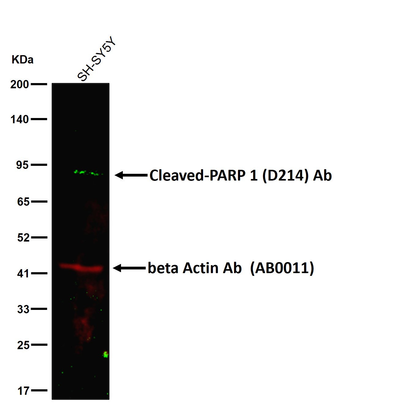 Cleaved-PARP 1 (D214) Ab