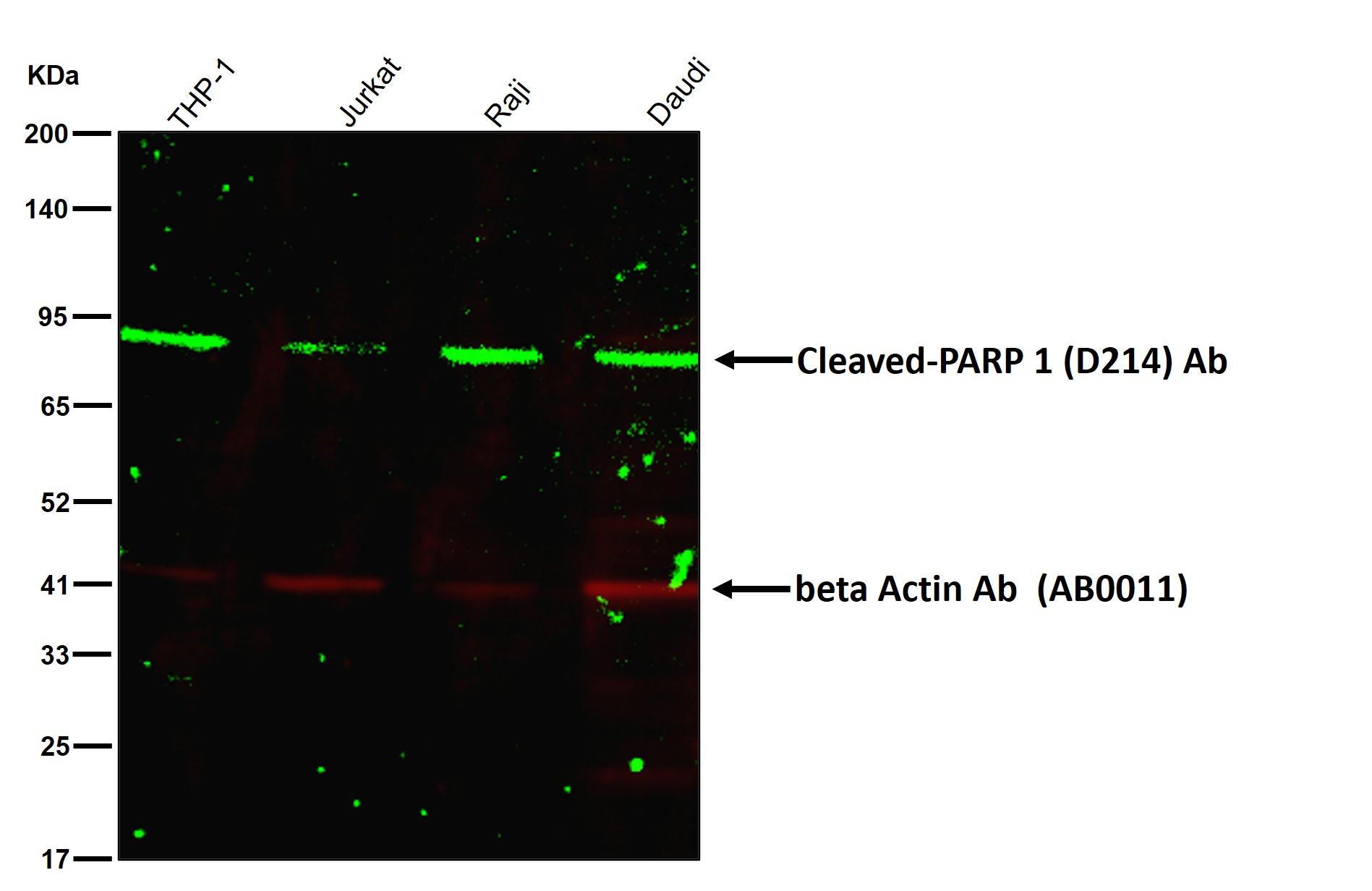 Cleaved-PARP 1 (D214) Ab