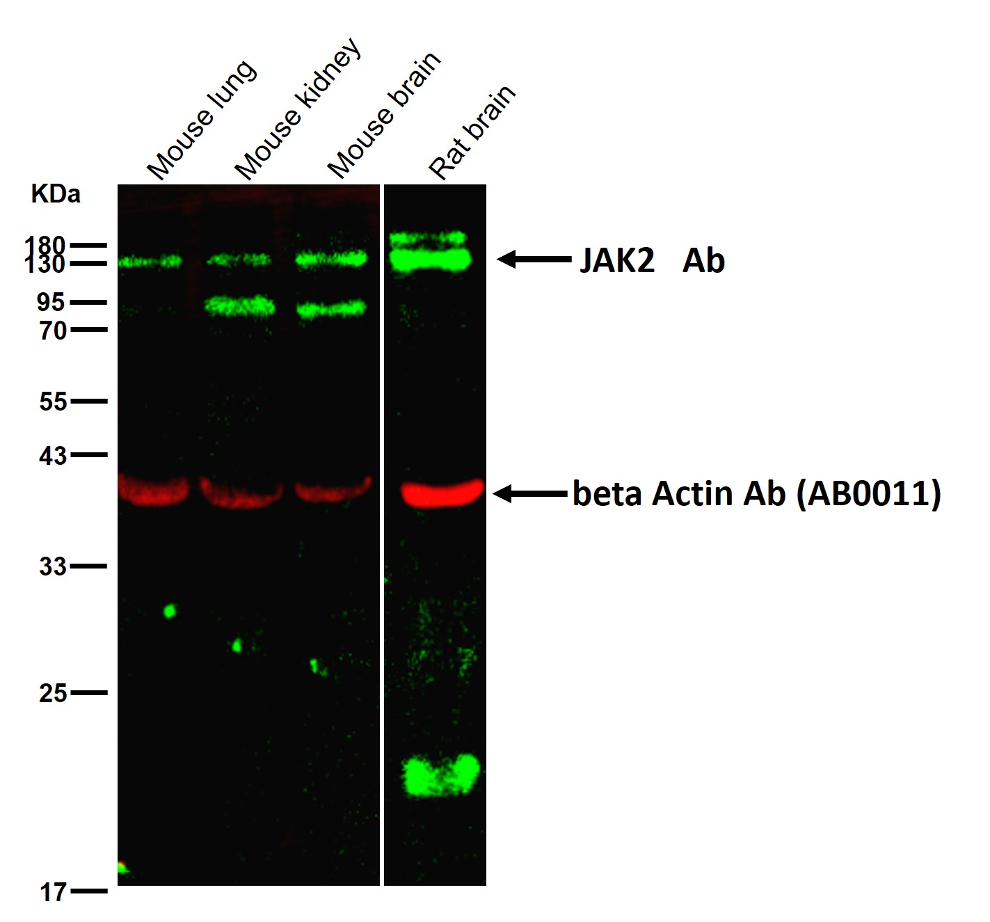 JAK2 Ab