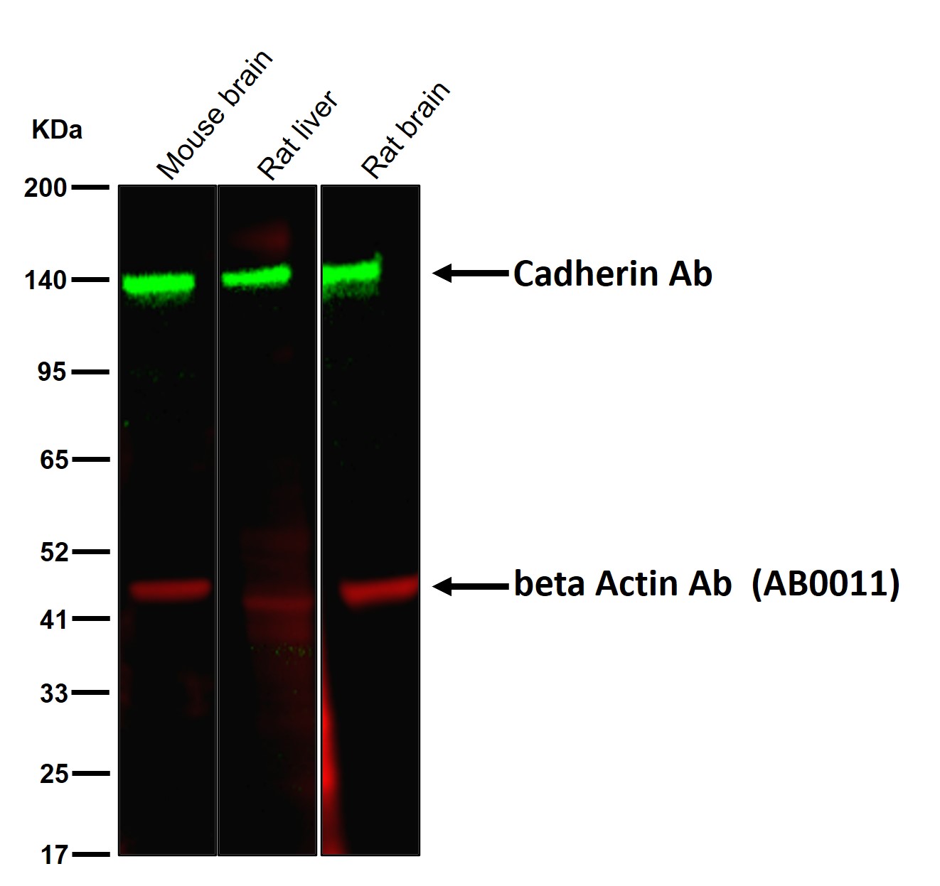 Cadherin Ab