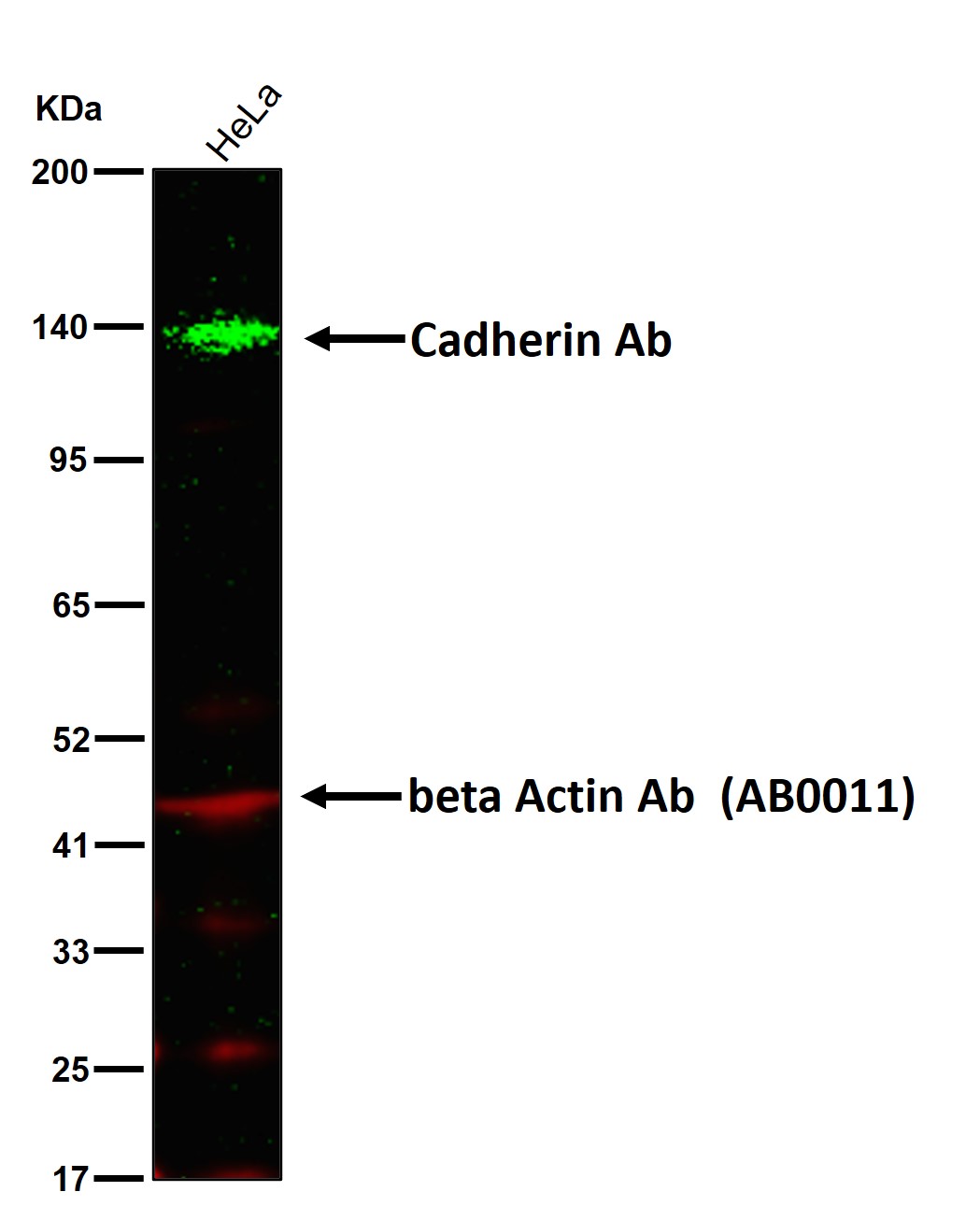 Cadherin Ab