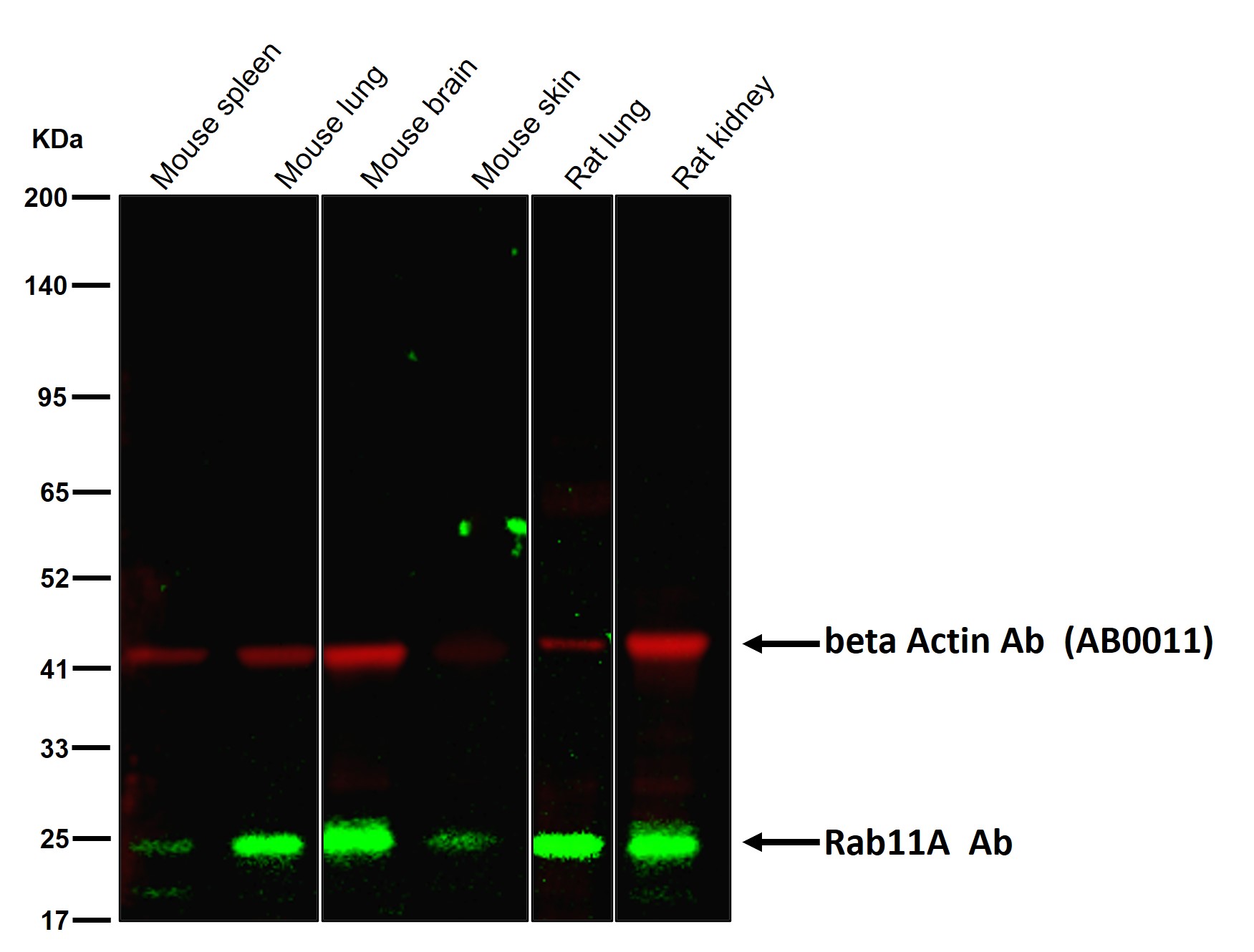 Rab11A Ab
