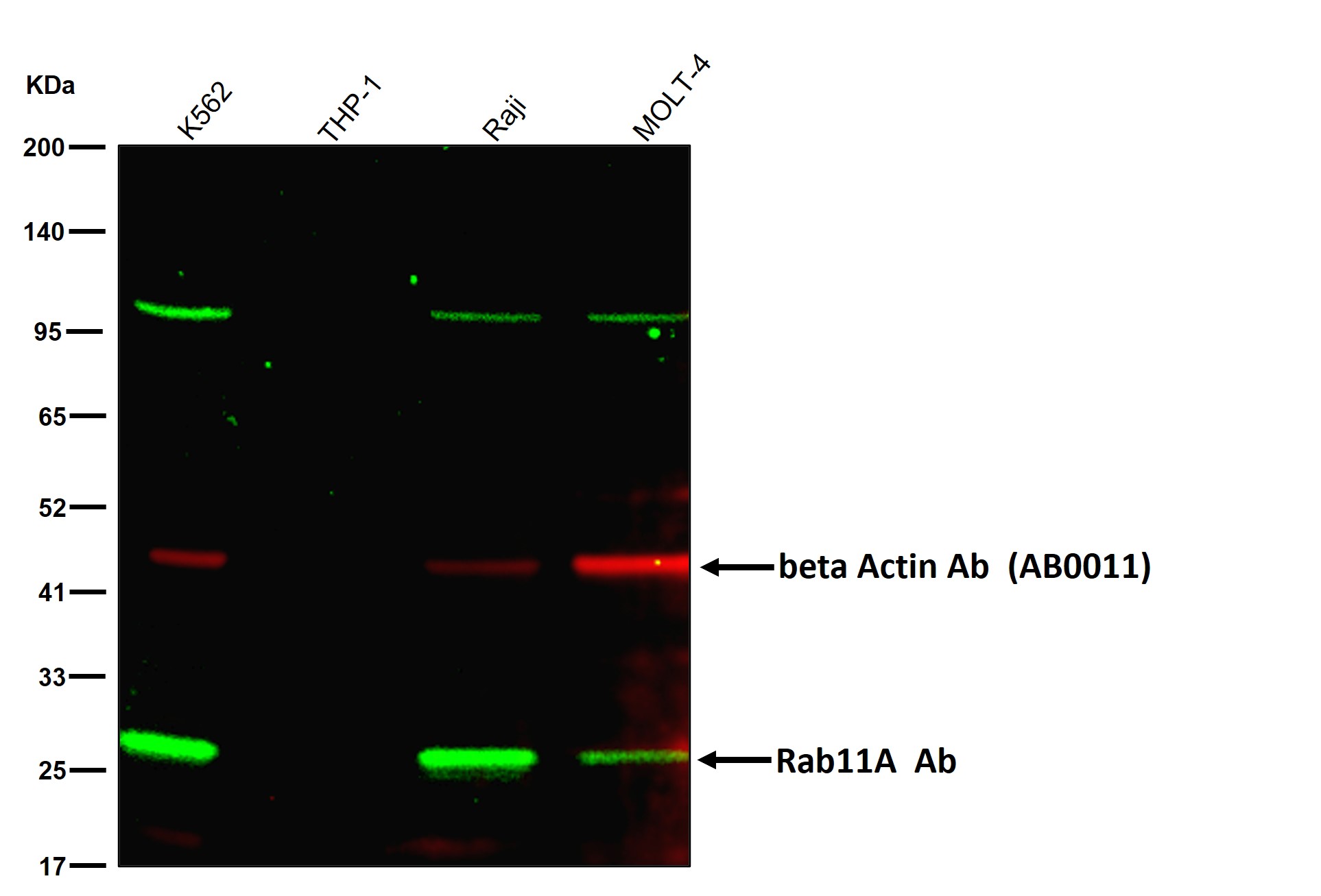 Rab11A Ab