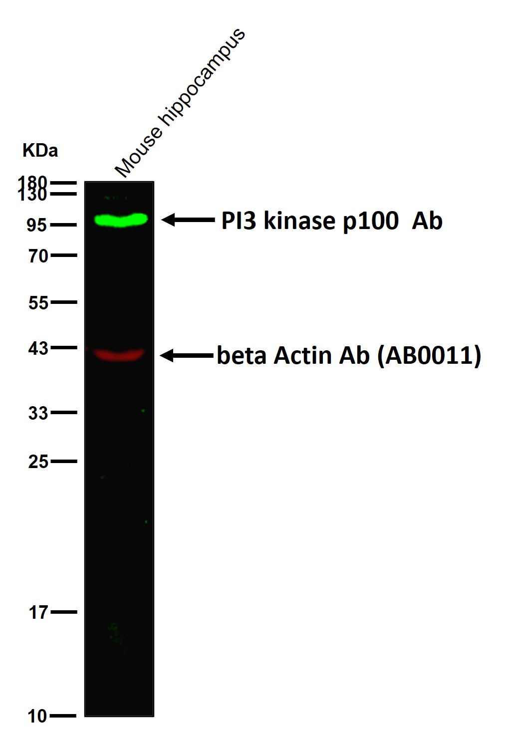 PI3 kinase p100 Ab
