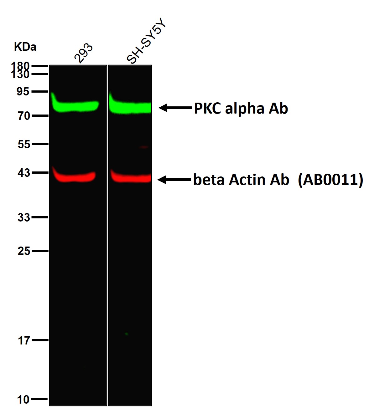 PKC alpha Ab