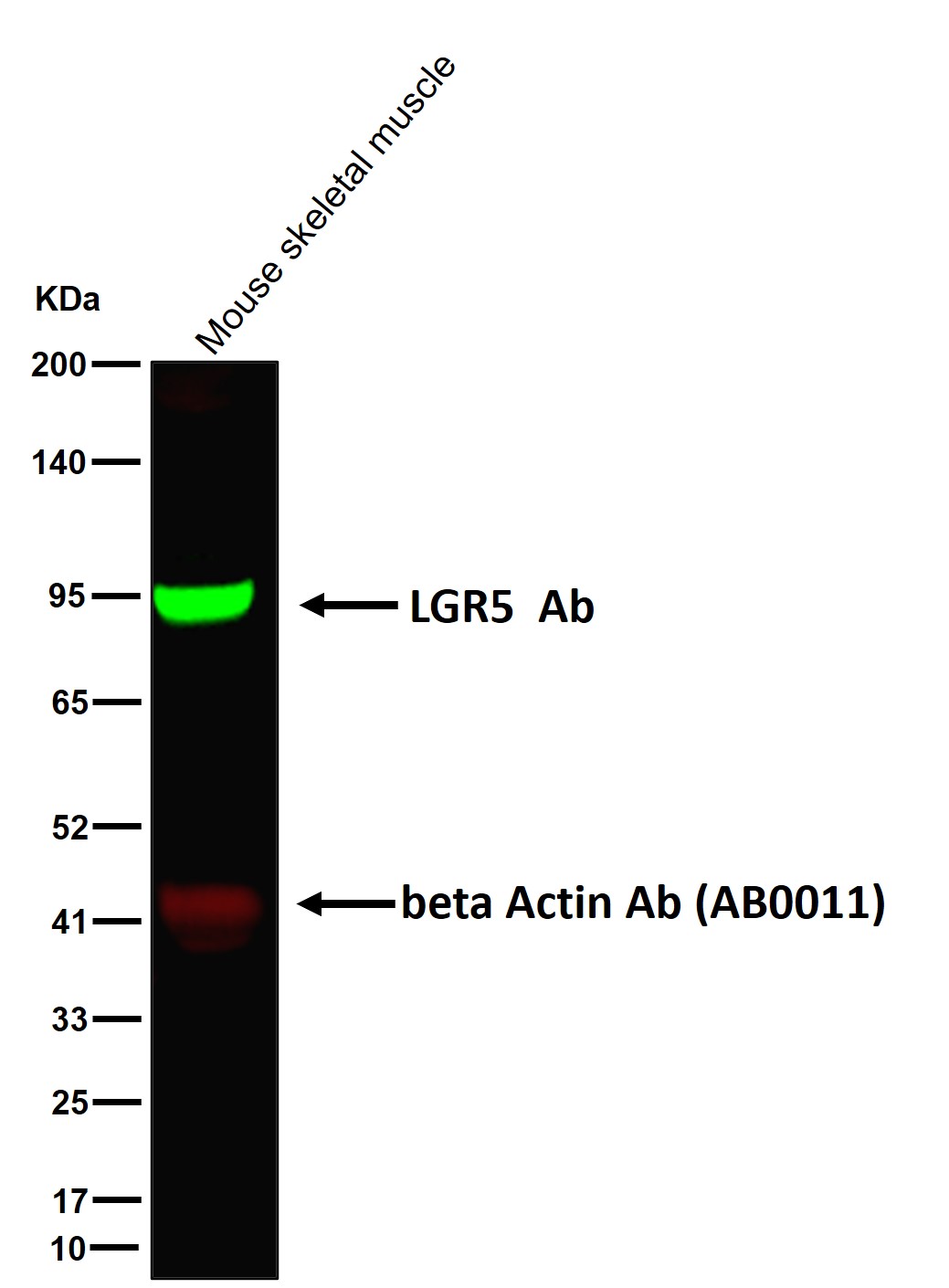 LGR5 Ab