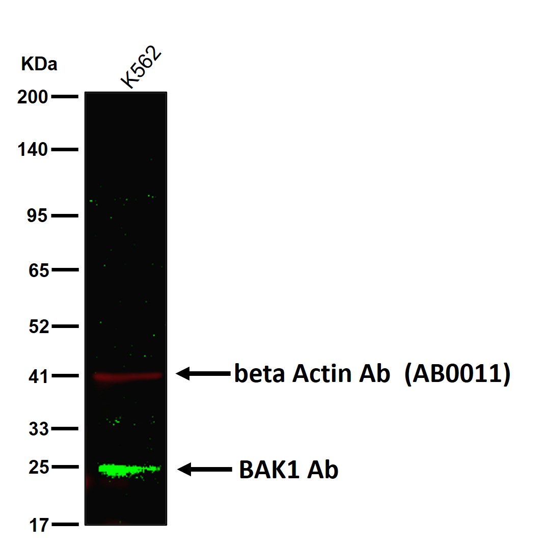BAK1 Ab