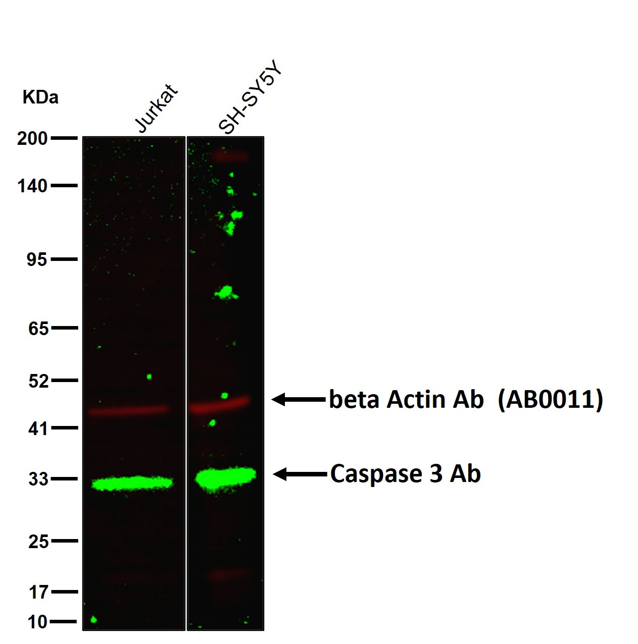 Caspase 3 Ab