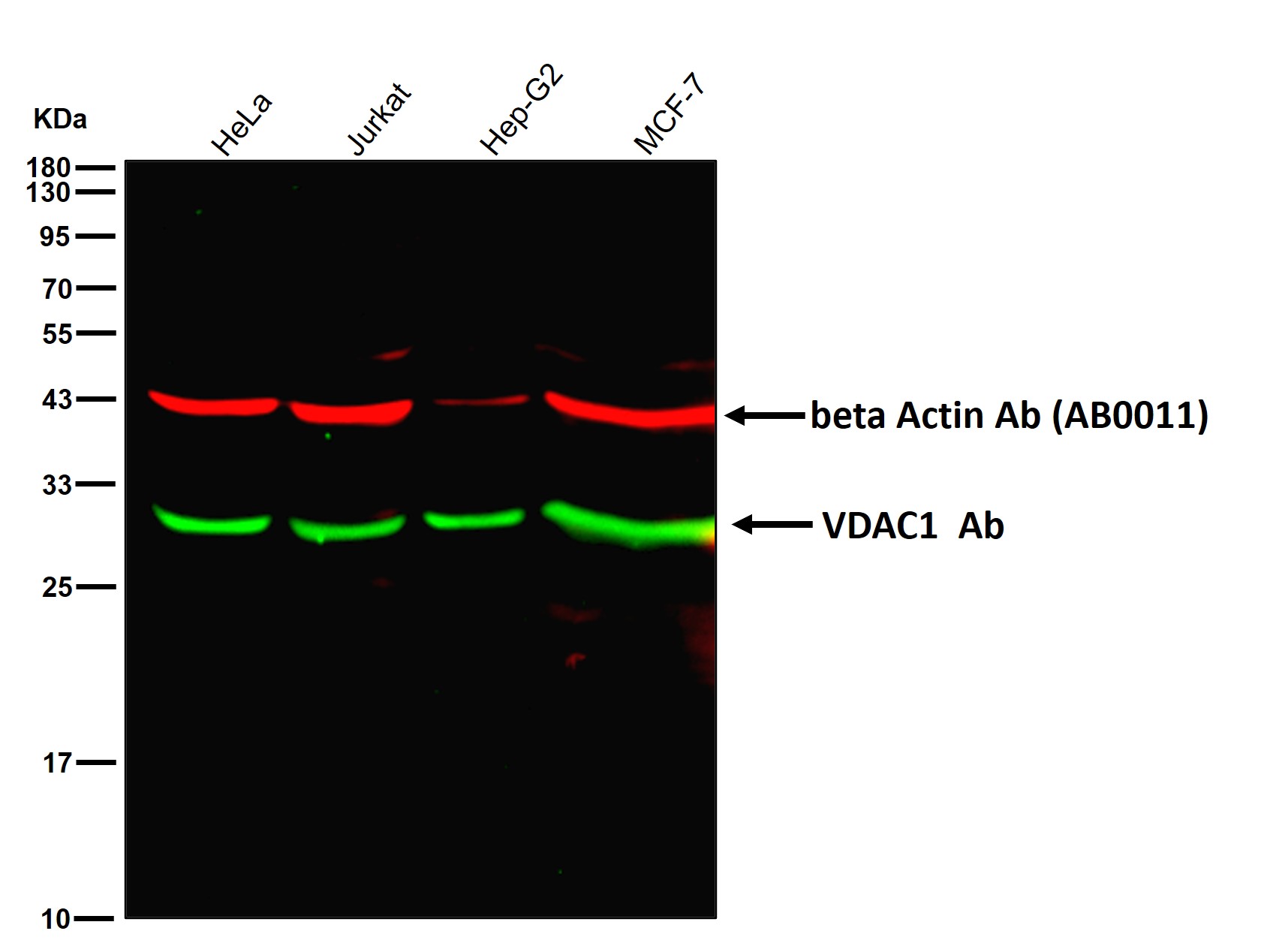 VDAC1 Ab