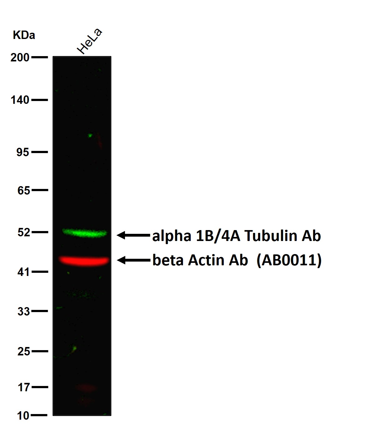 alpha 1B/4A Tubulin Ab
