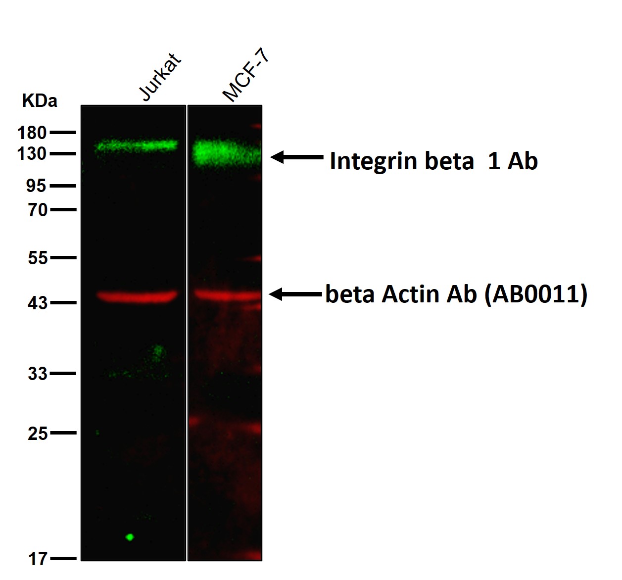 Integrin beta 1 Ab