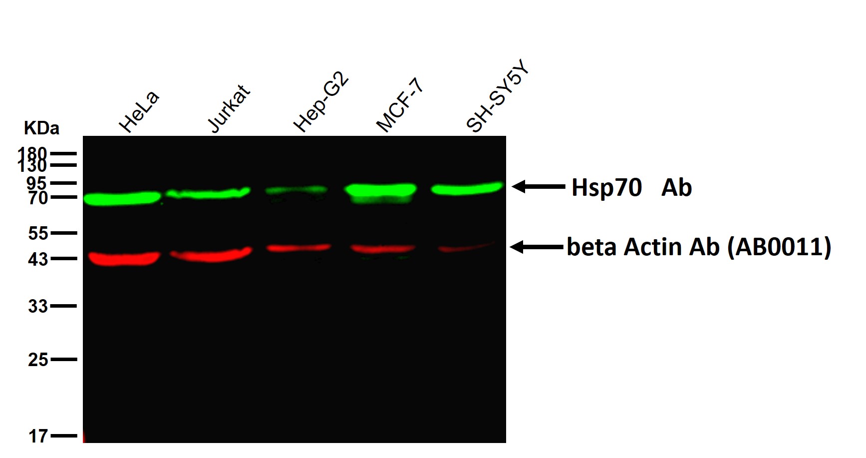 Hsp70 Ab