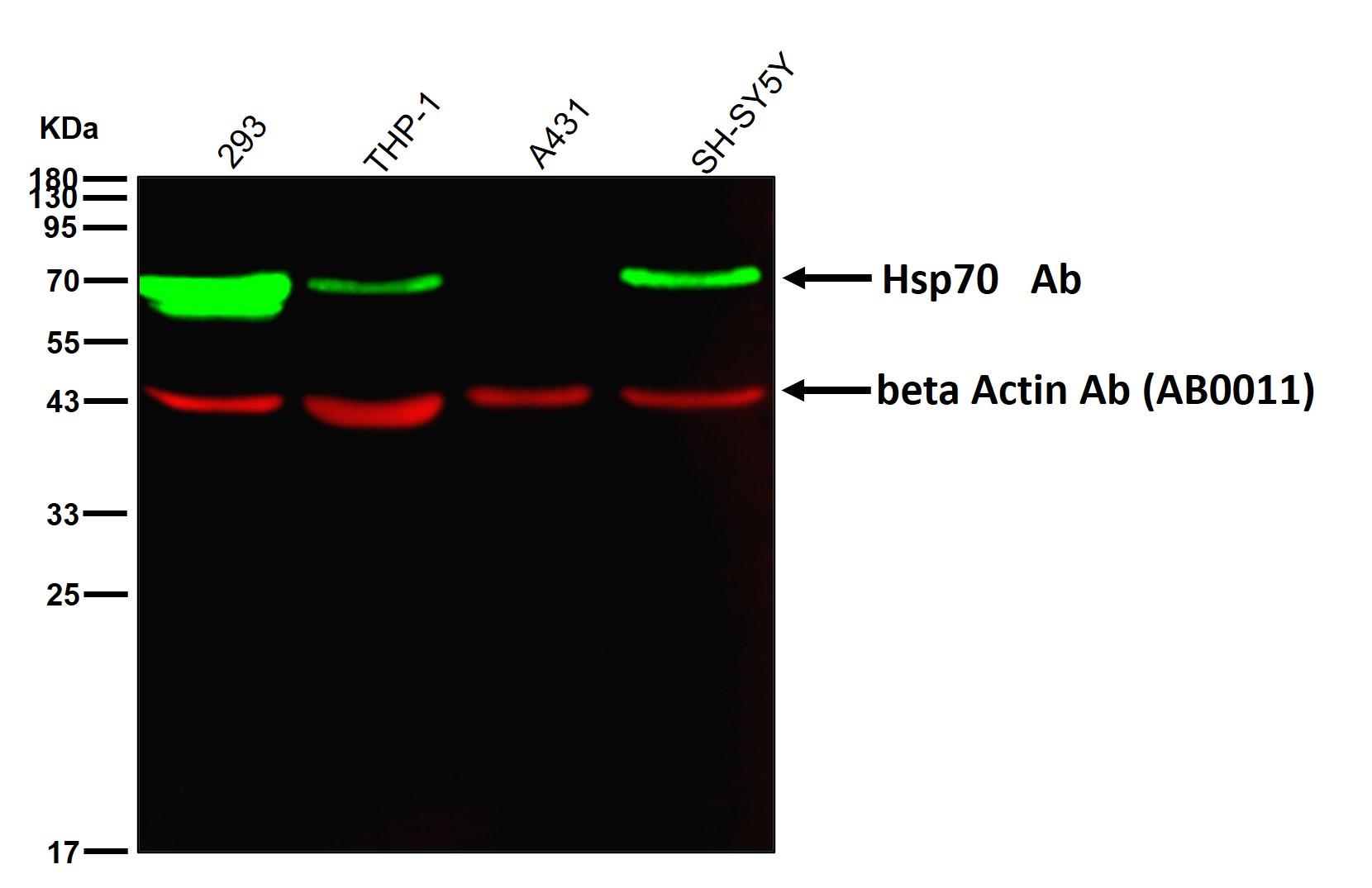 Hsp70 Ab