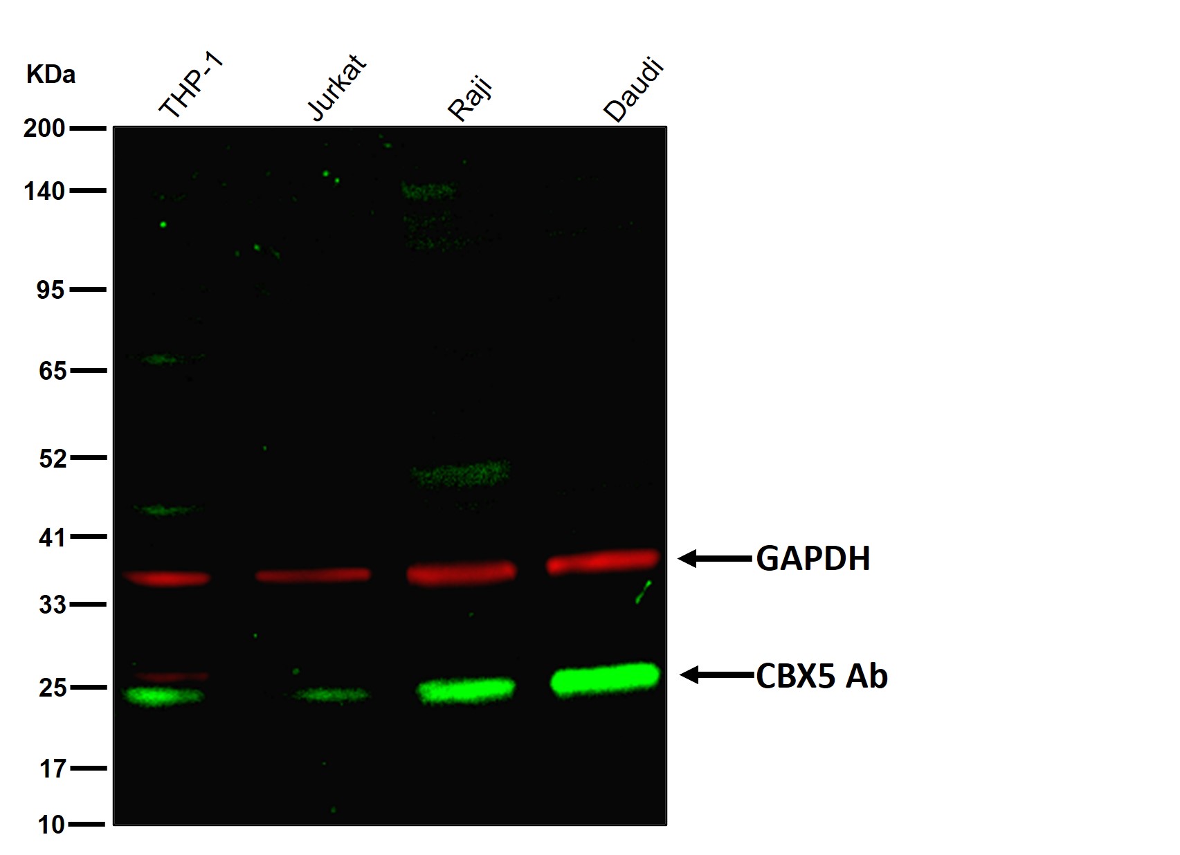 CBX5 Ab