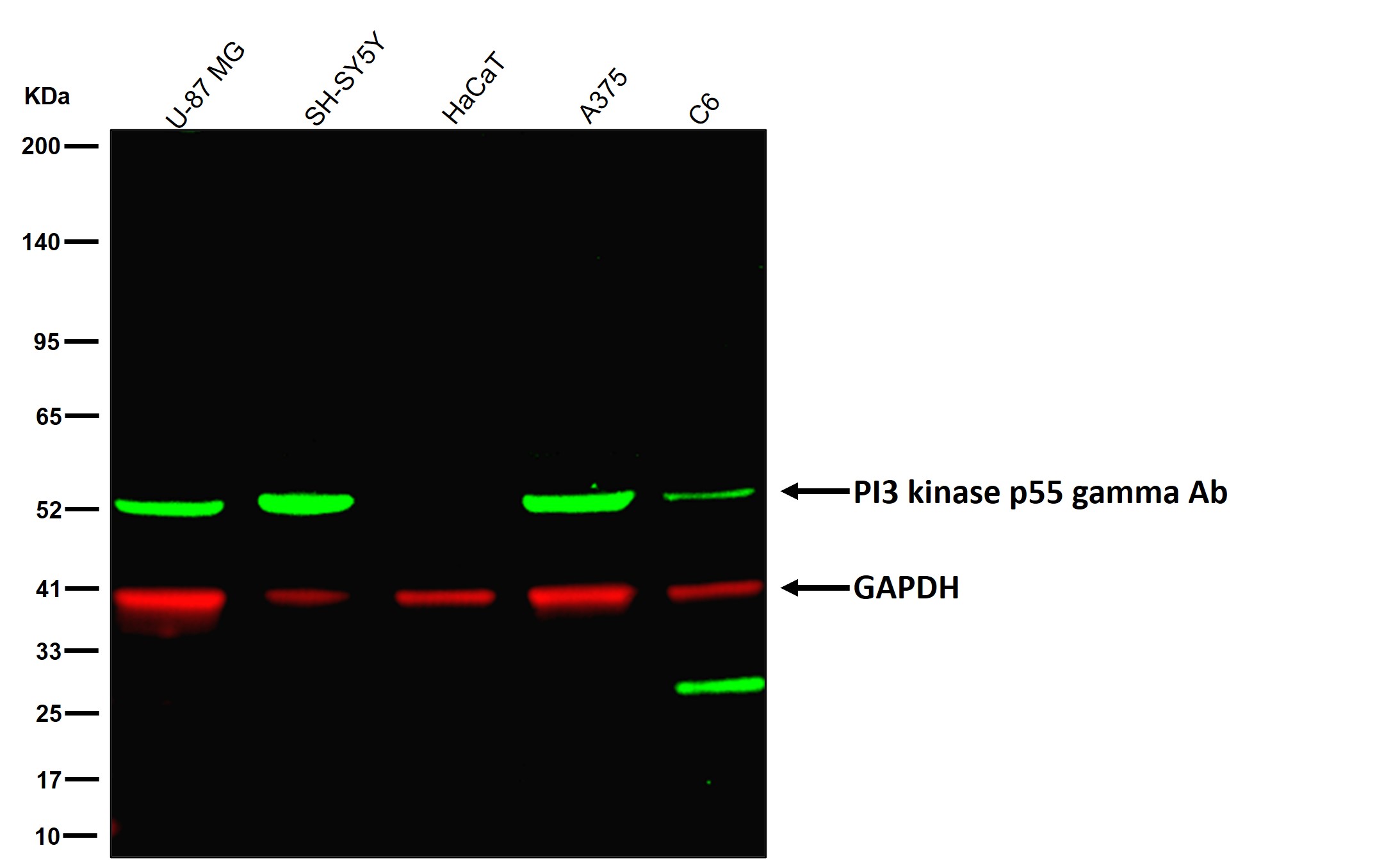 PI3 kinase p55 gamma Ab