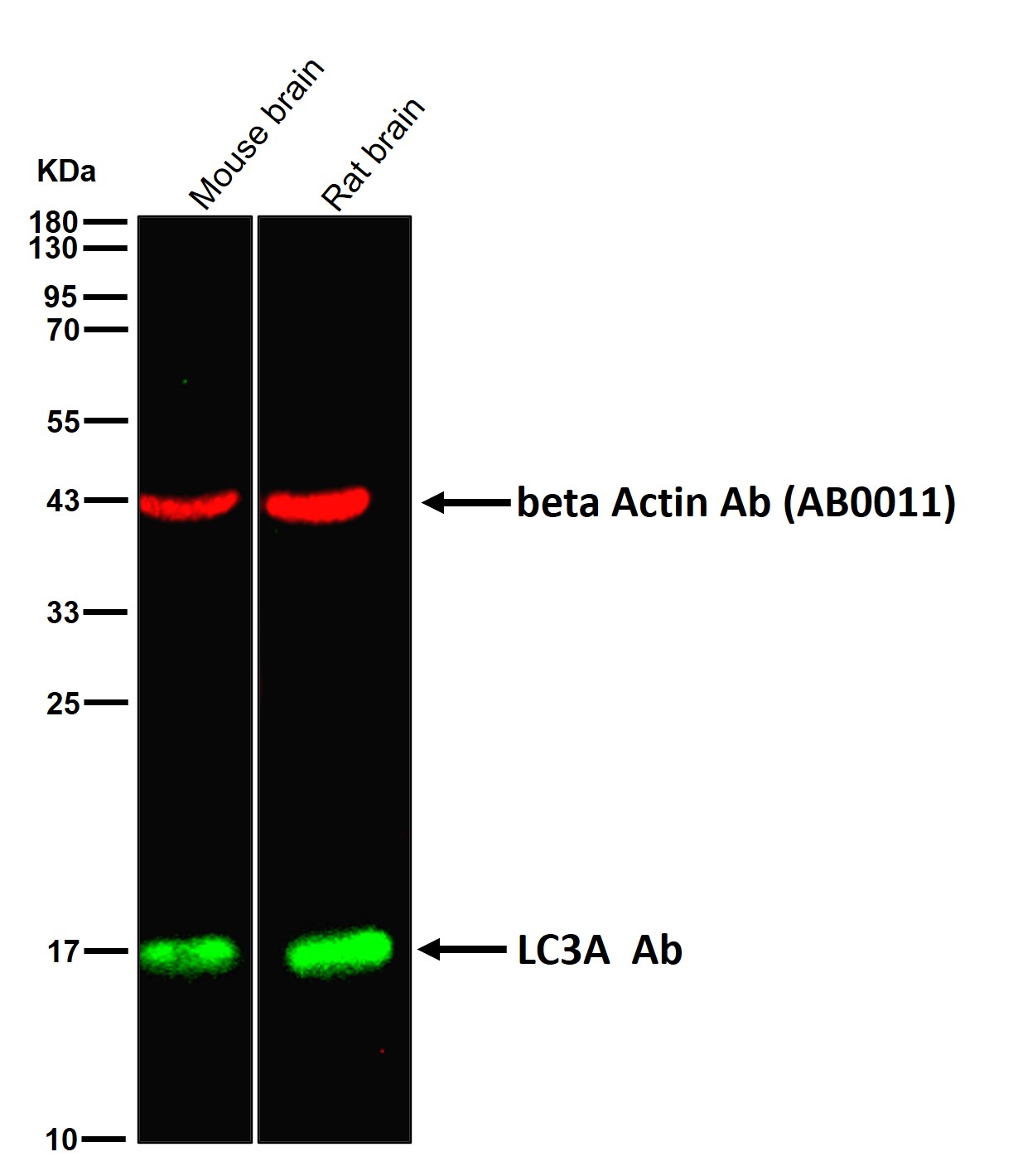 LC3A Ab