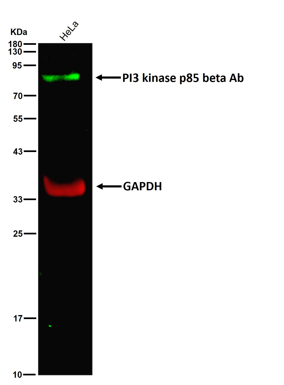 PI3 kinase p85 beta Ab
