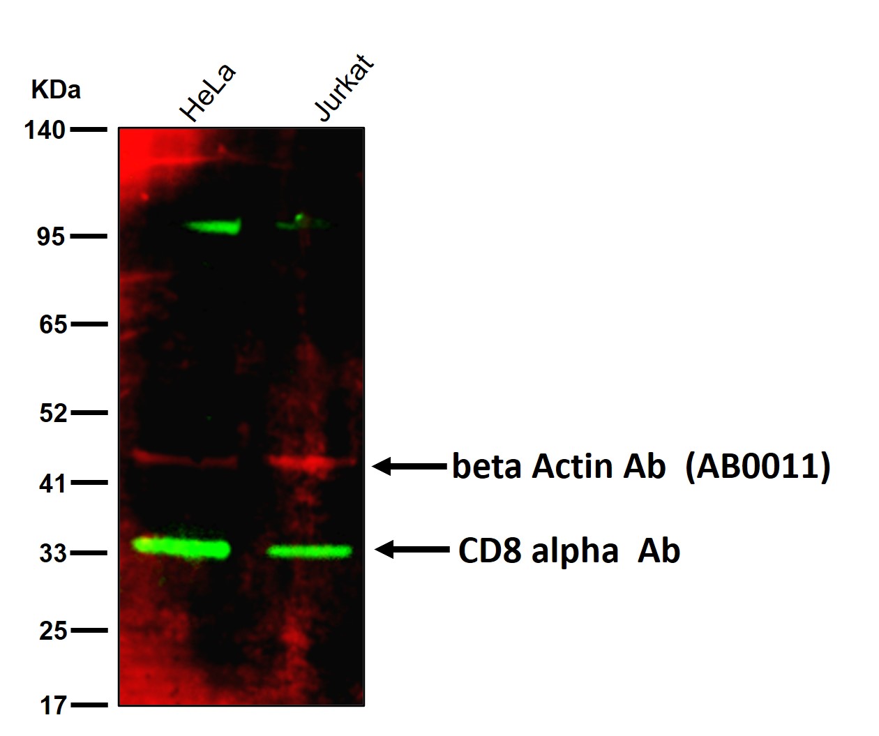 CD8 alpha Ab