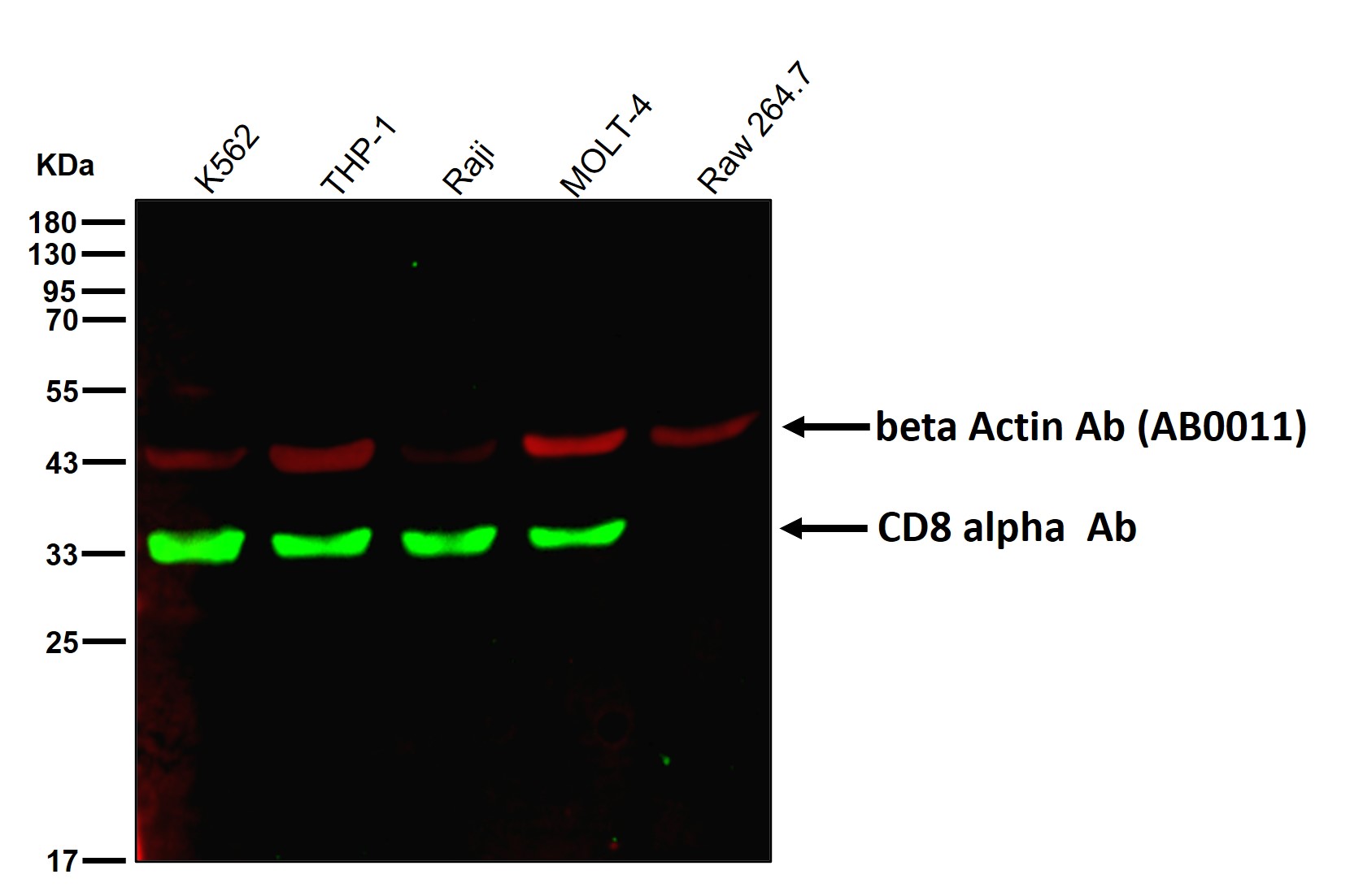 CD8 alpha Ab