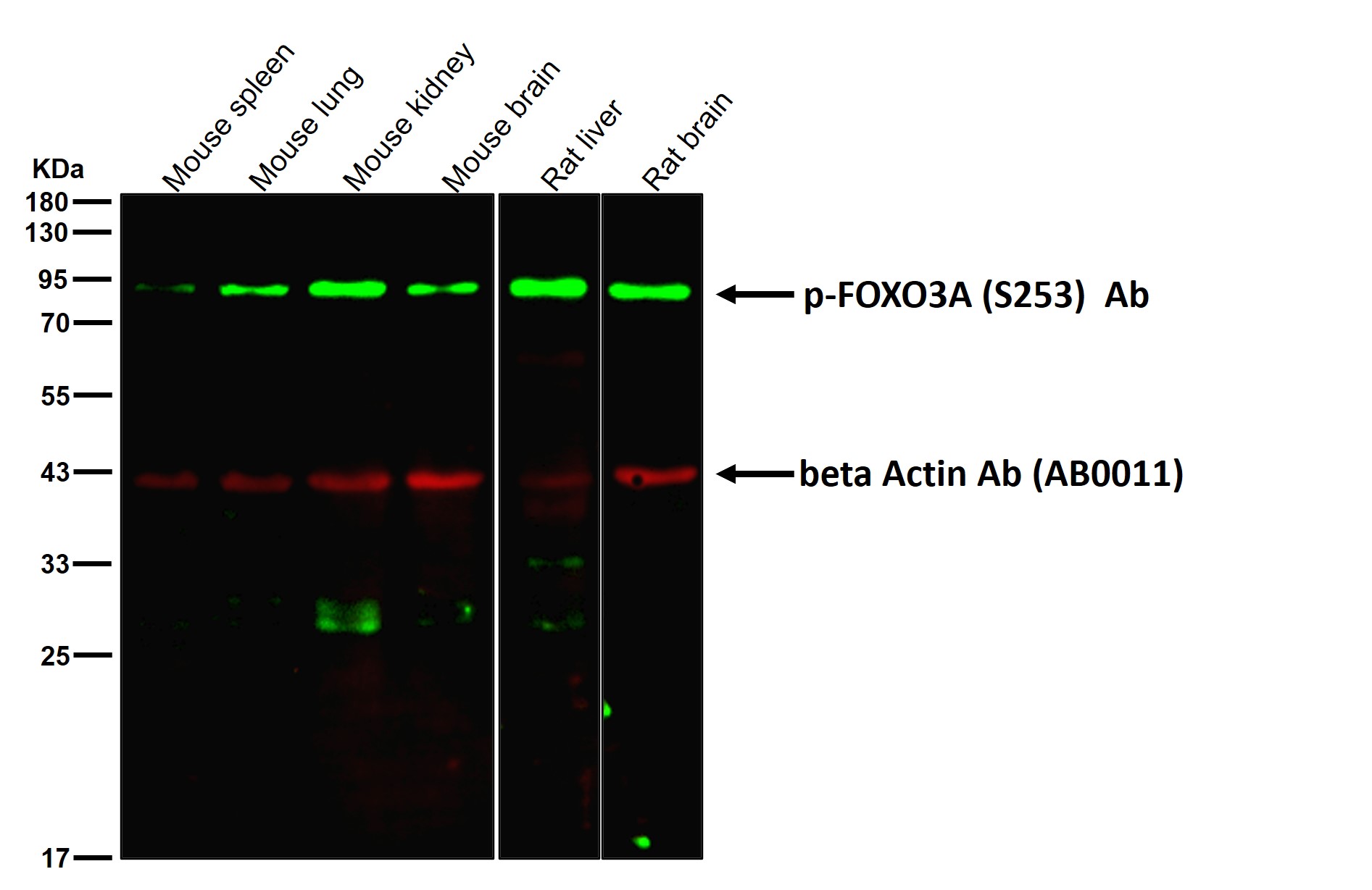 p-FOXO3A (S253) Ab