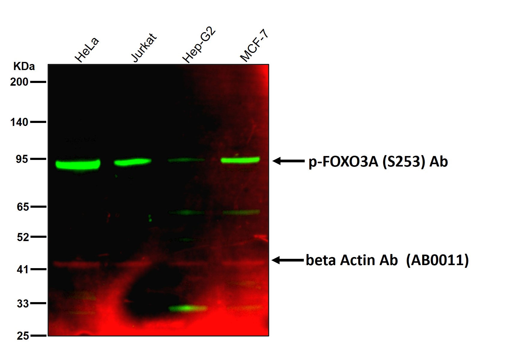 p-FOXO3A (S253) Ab
