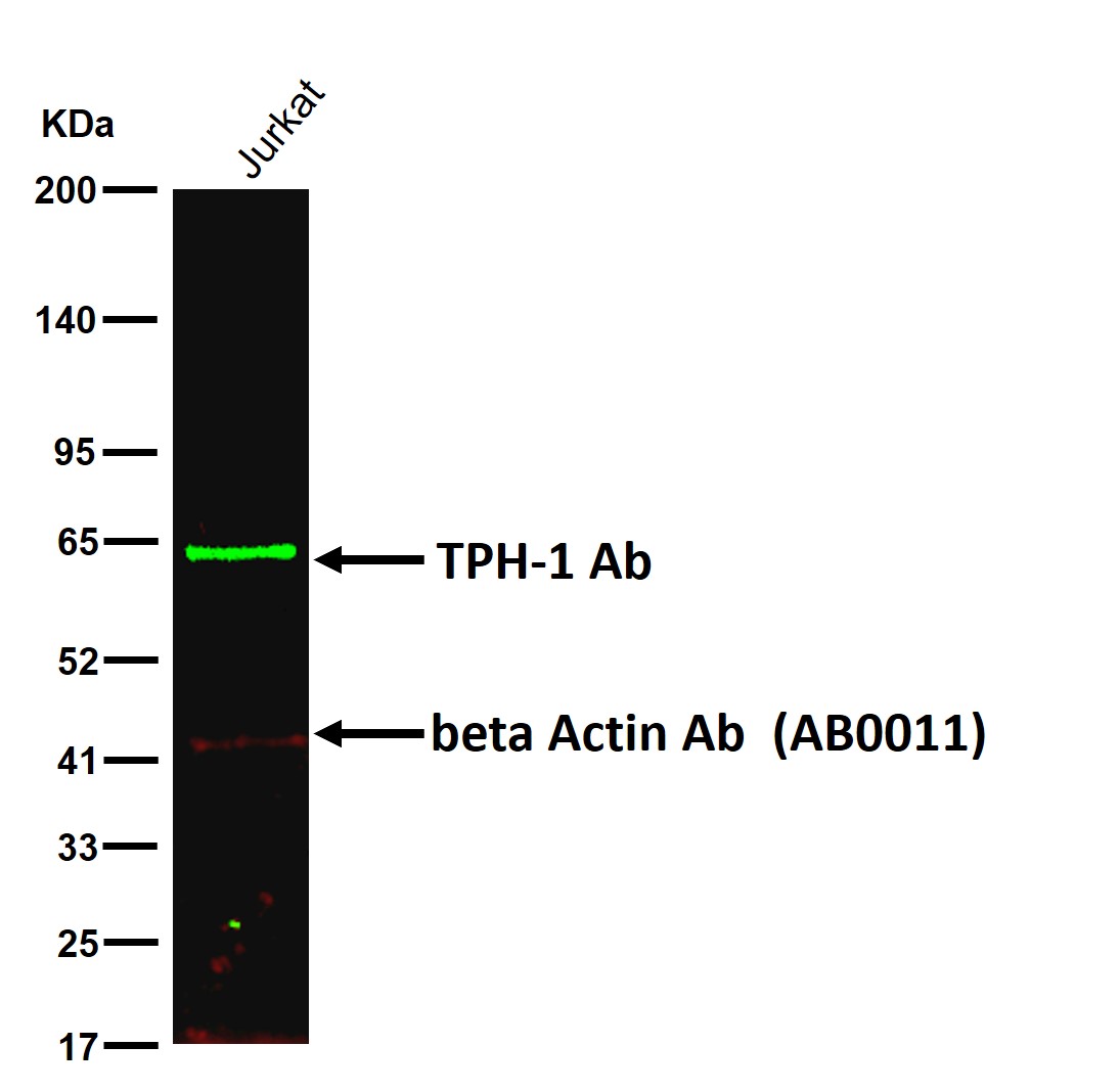 TPH1 Ab