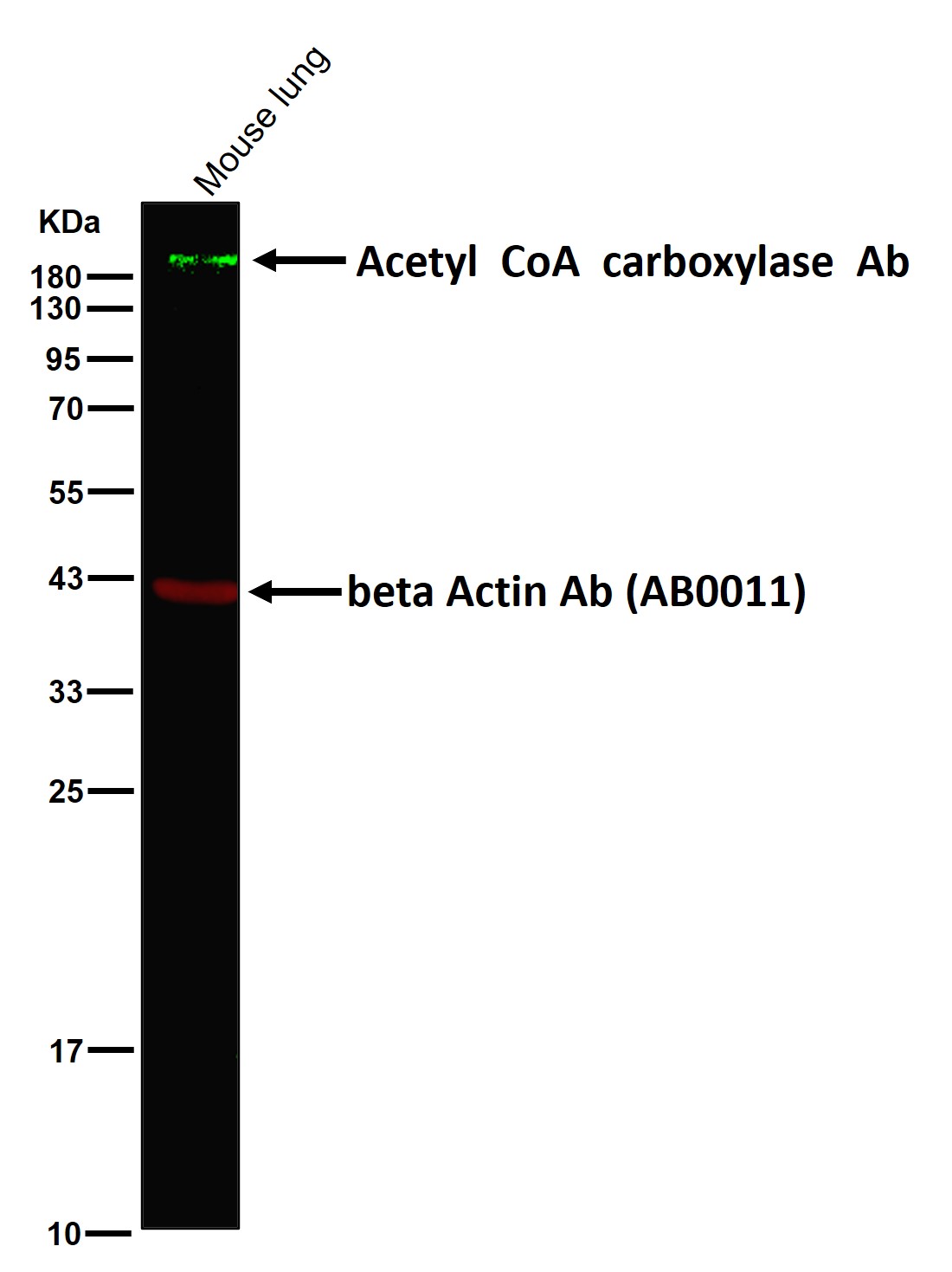 Acetyl CoA carboxylase Ab