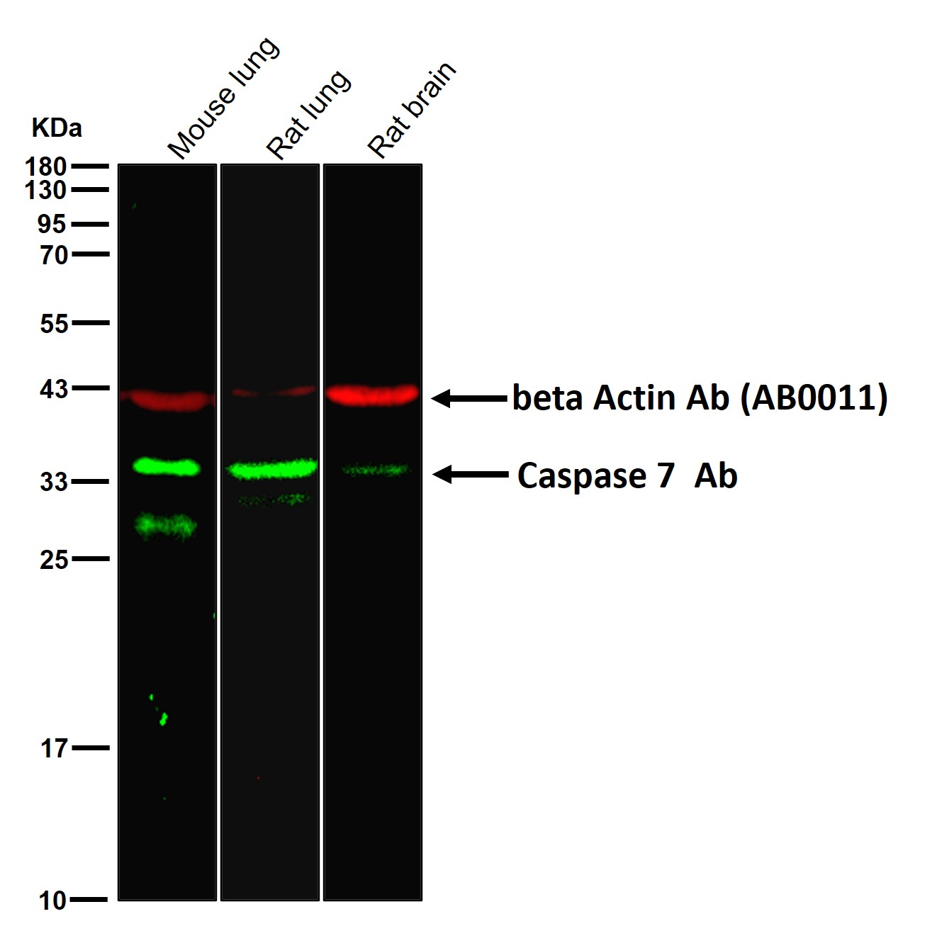 Caspase 7 Ab