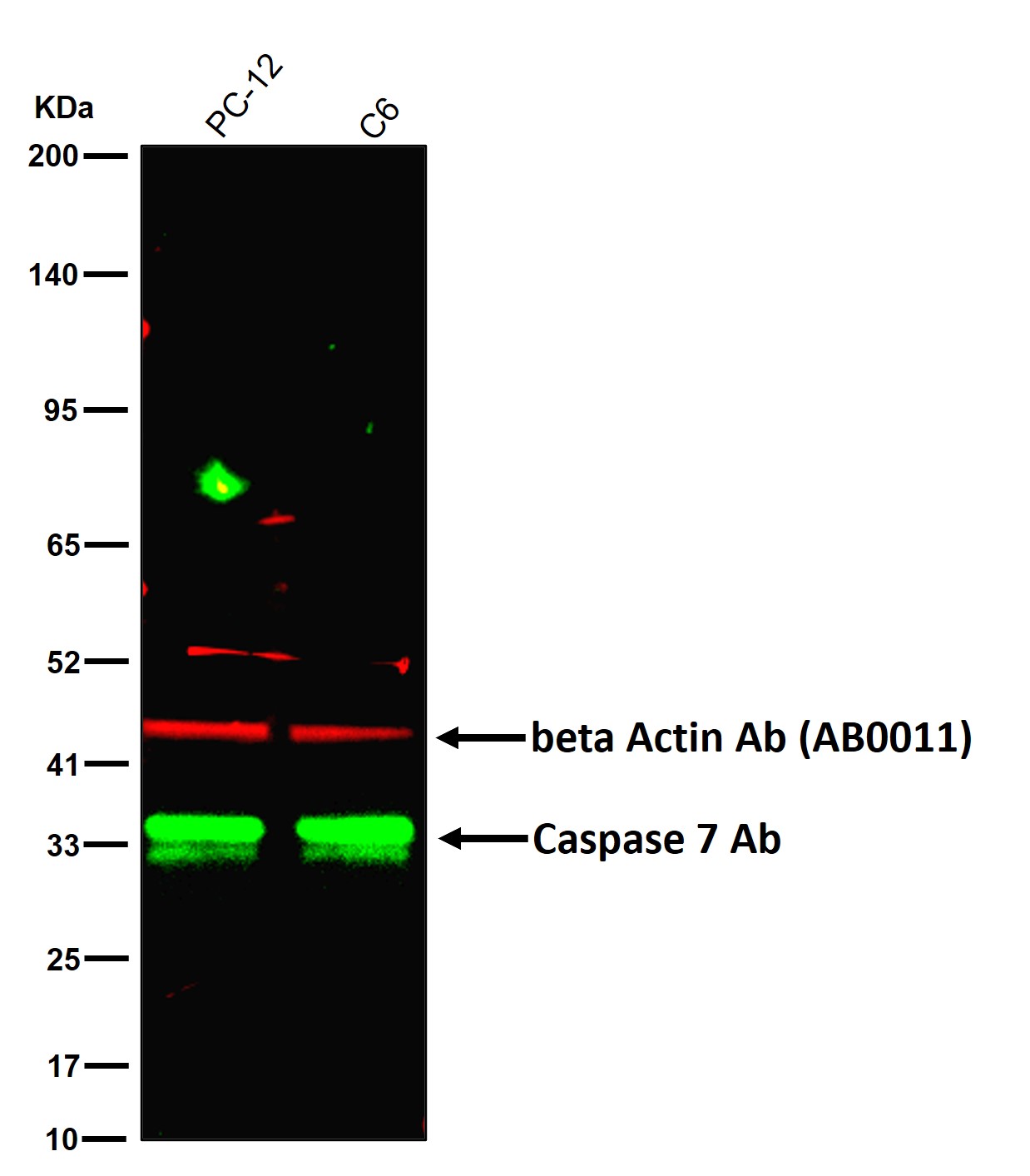 Caspase 7 Ab