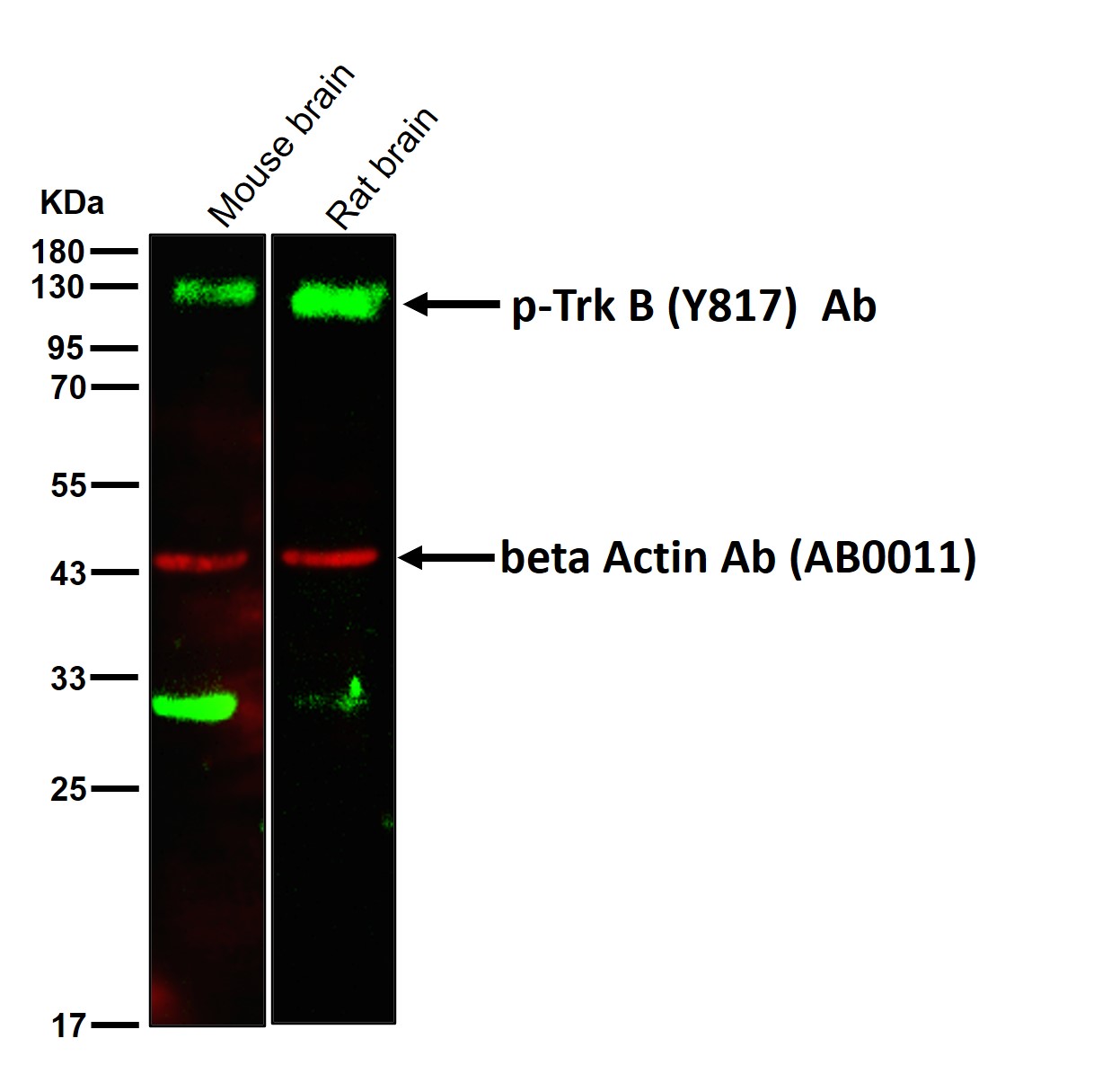 p-Trk B (Y817) Ab