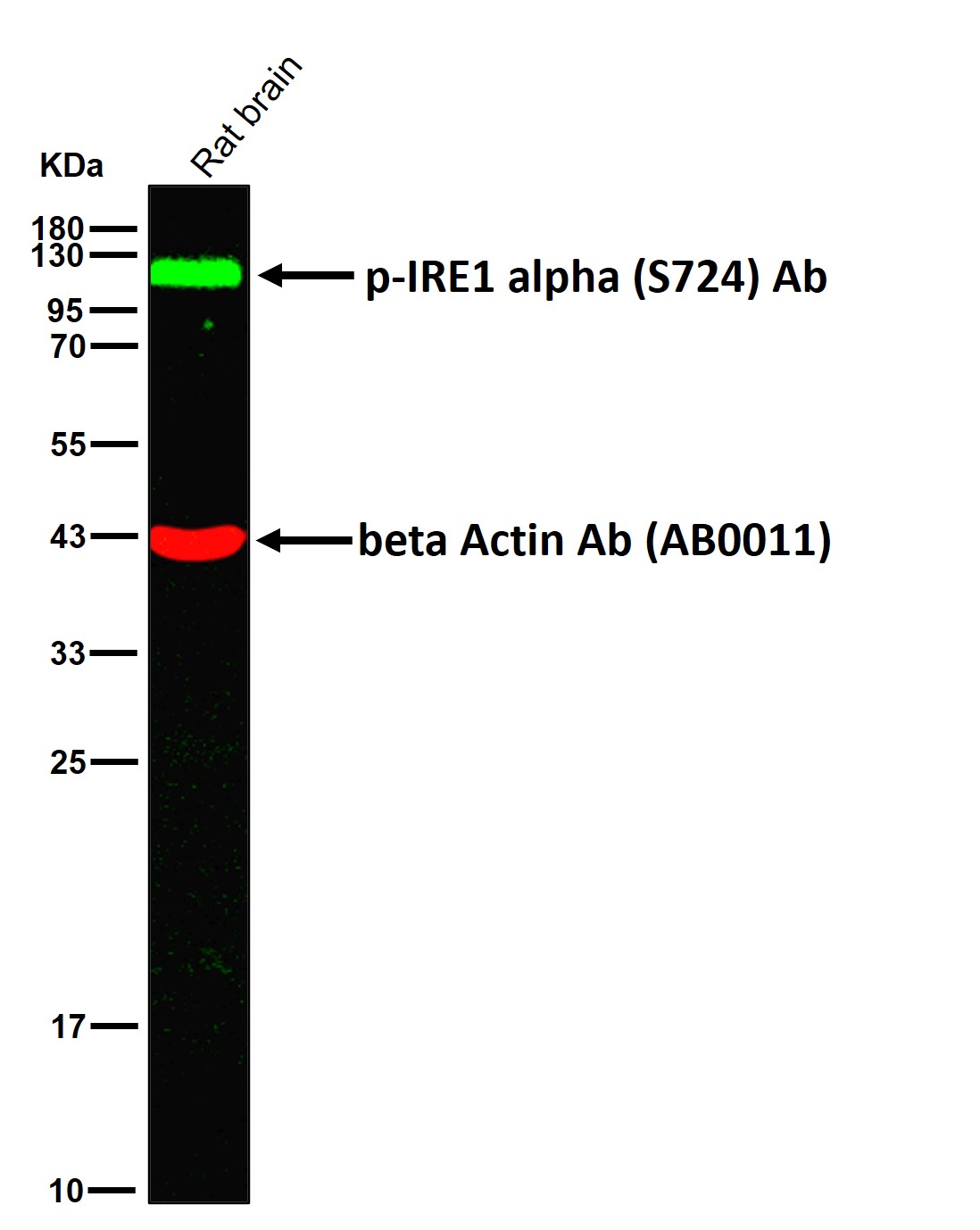 p-IRE1 alpha (S724) Ab