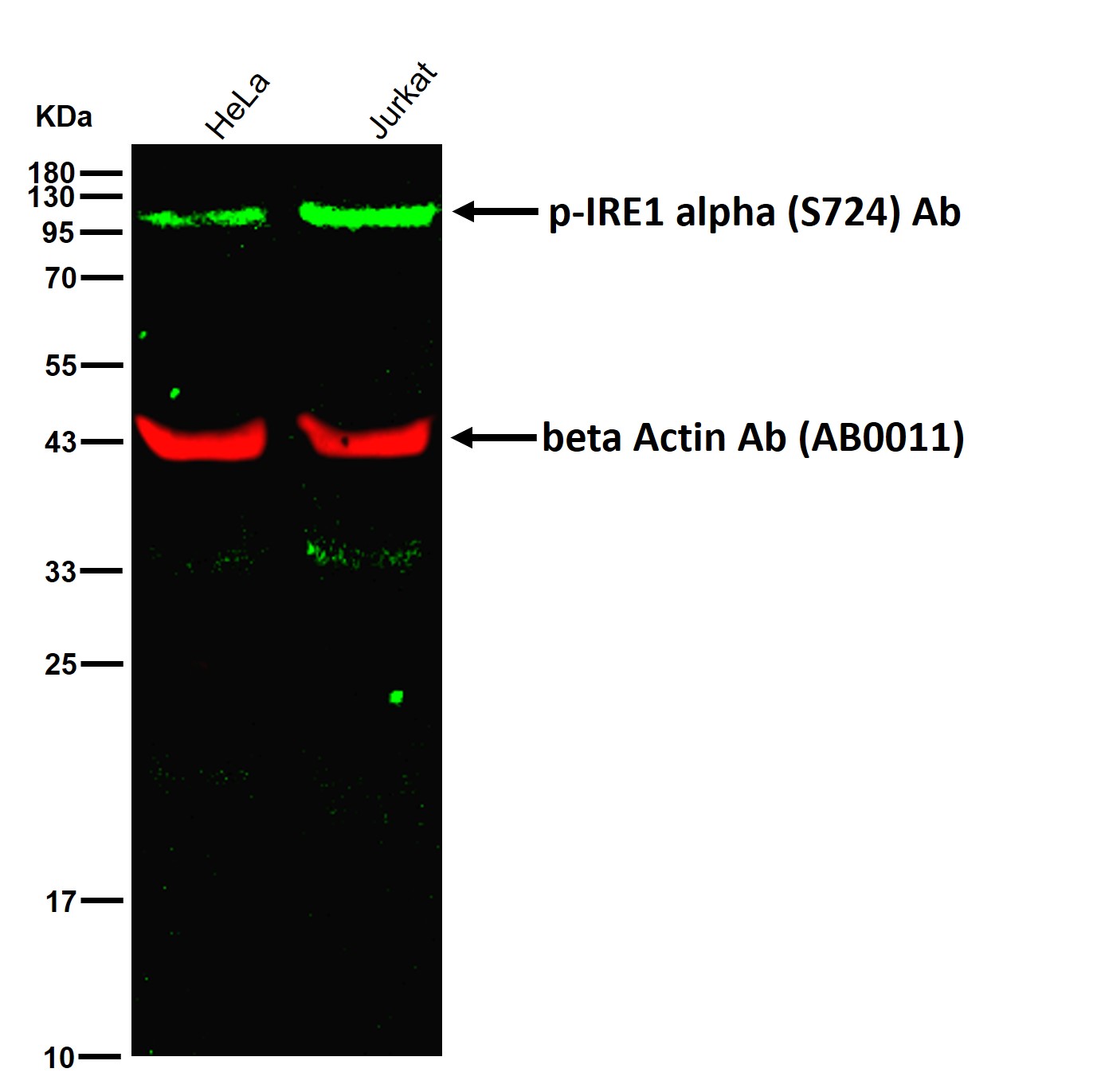 p-IRE1 alpha (S724) Ab