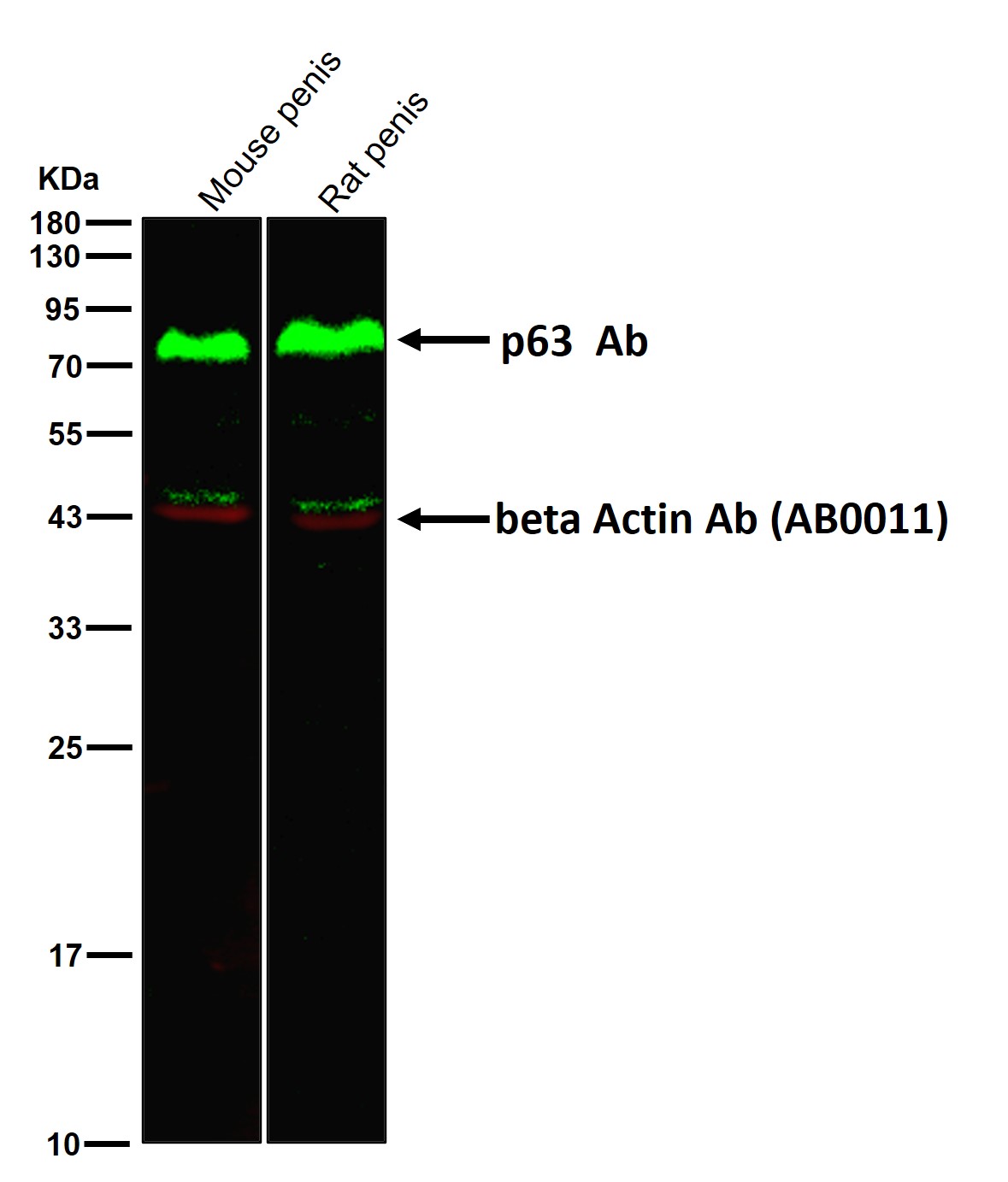 p63 Ab