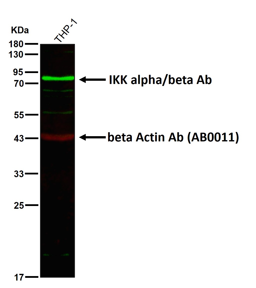IKK alpha/beta Ab
