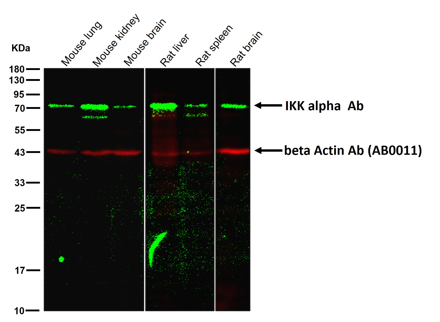 IKK alpha Ab