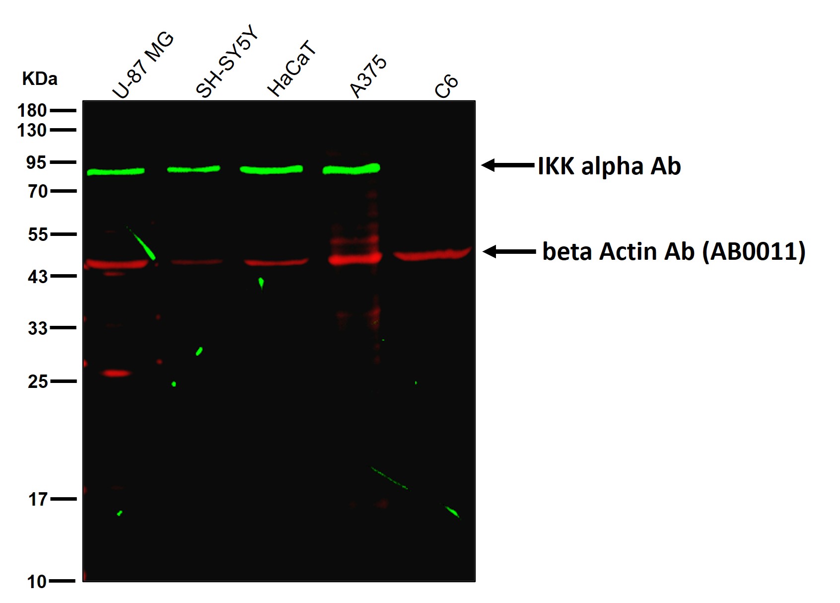 IKK alpha Ab