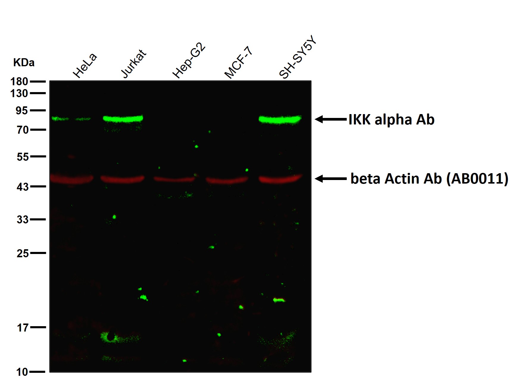 IKK alpha Ab