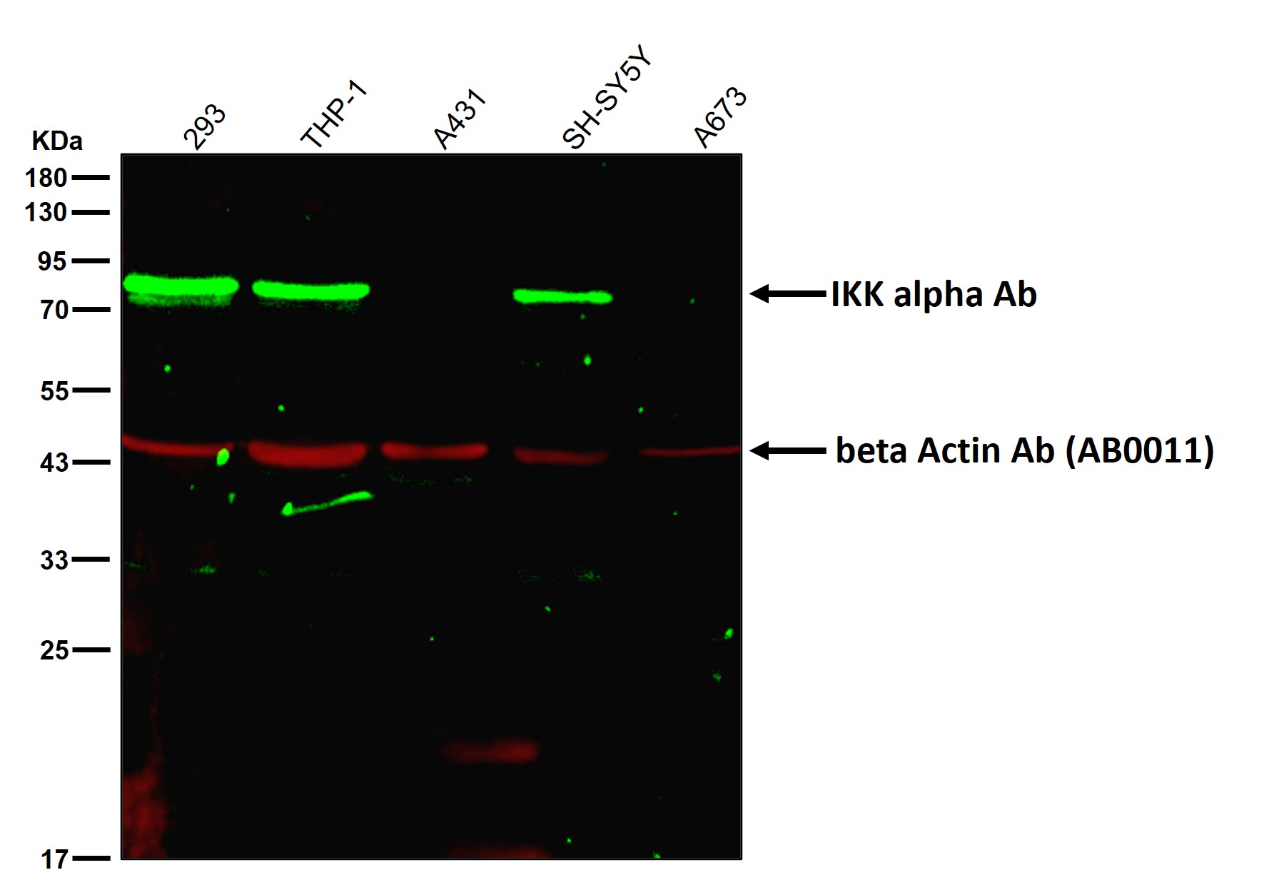 IKK alpha Ab