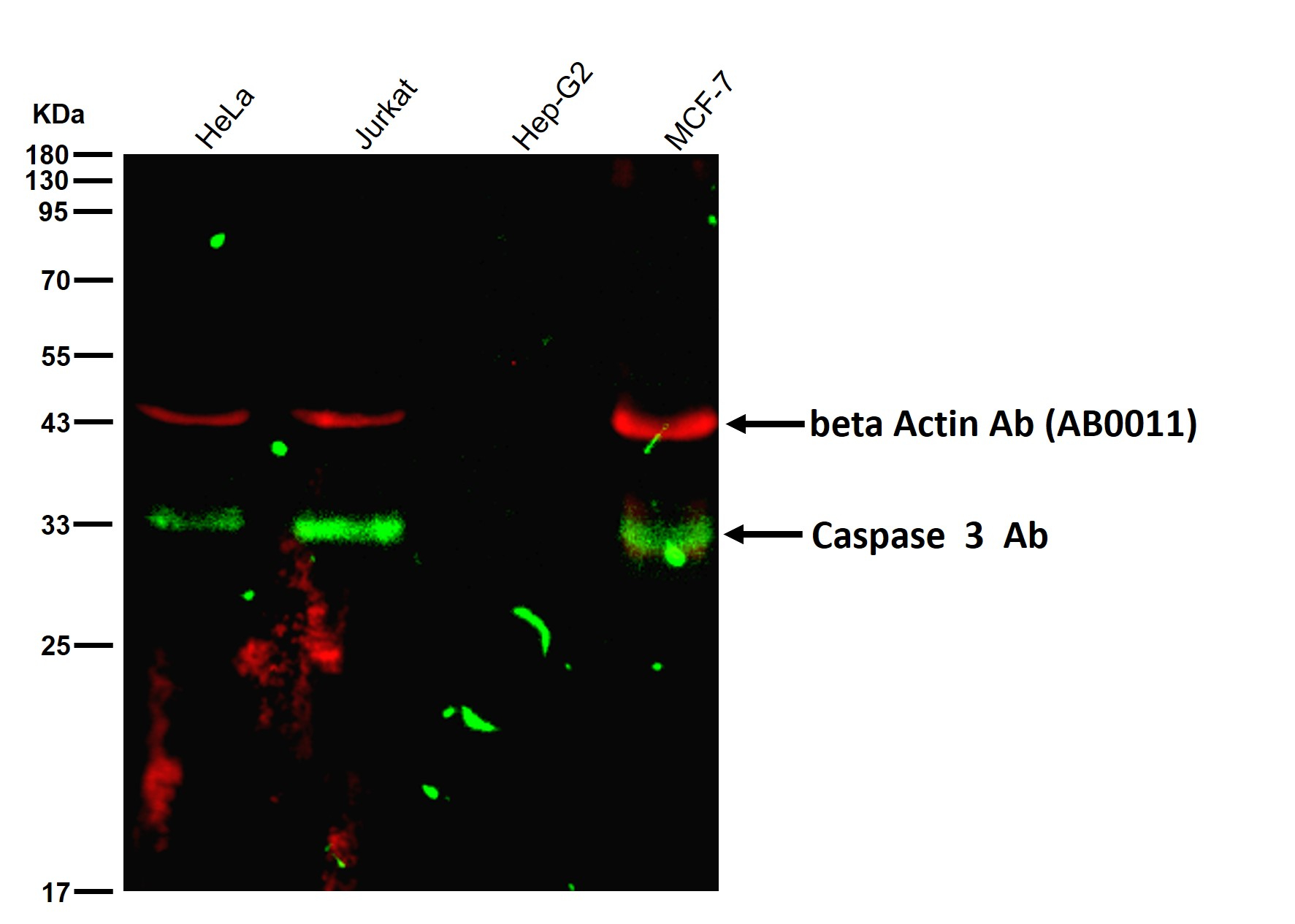 Cleaved-Caspase 3 p12 Ab