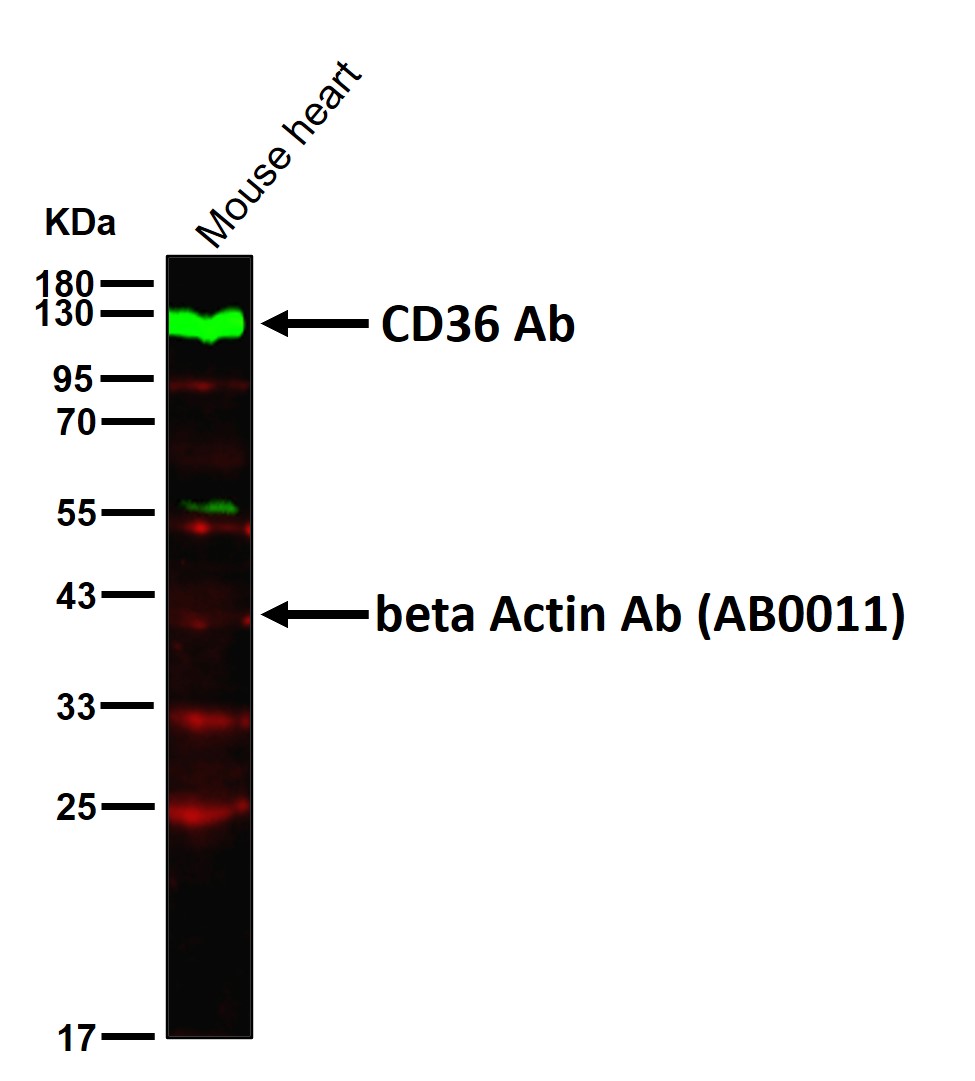 CD36 Ab