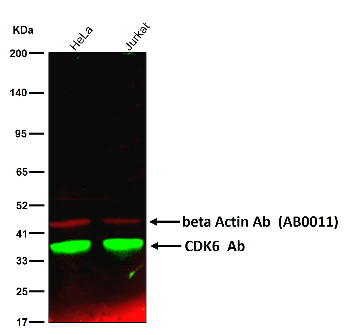 CDK6 Ab