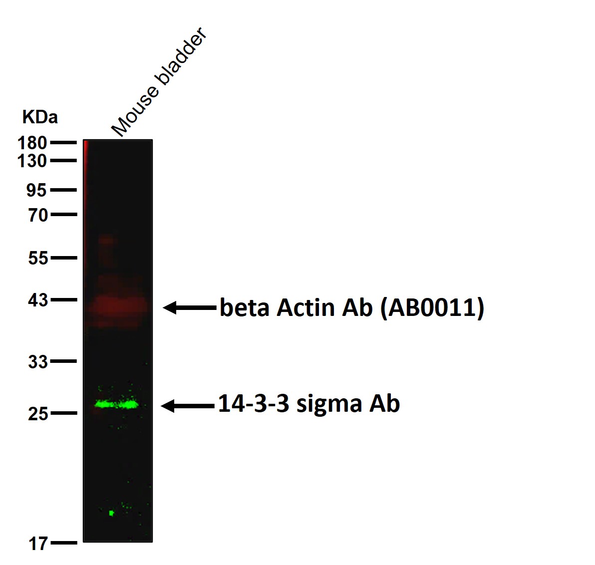 14-3-3 sigma Ab