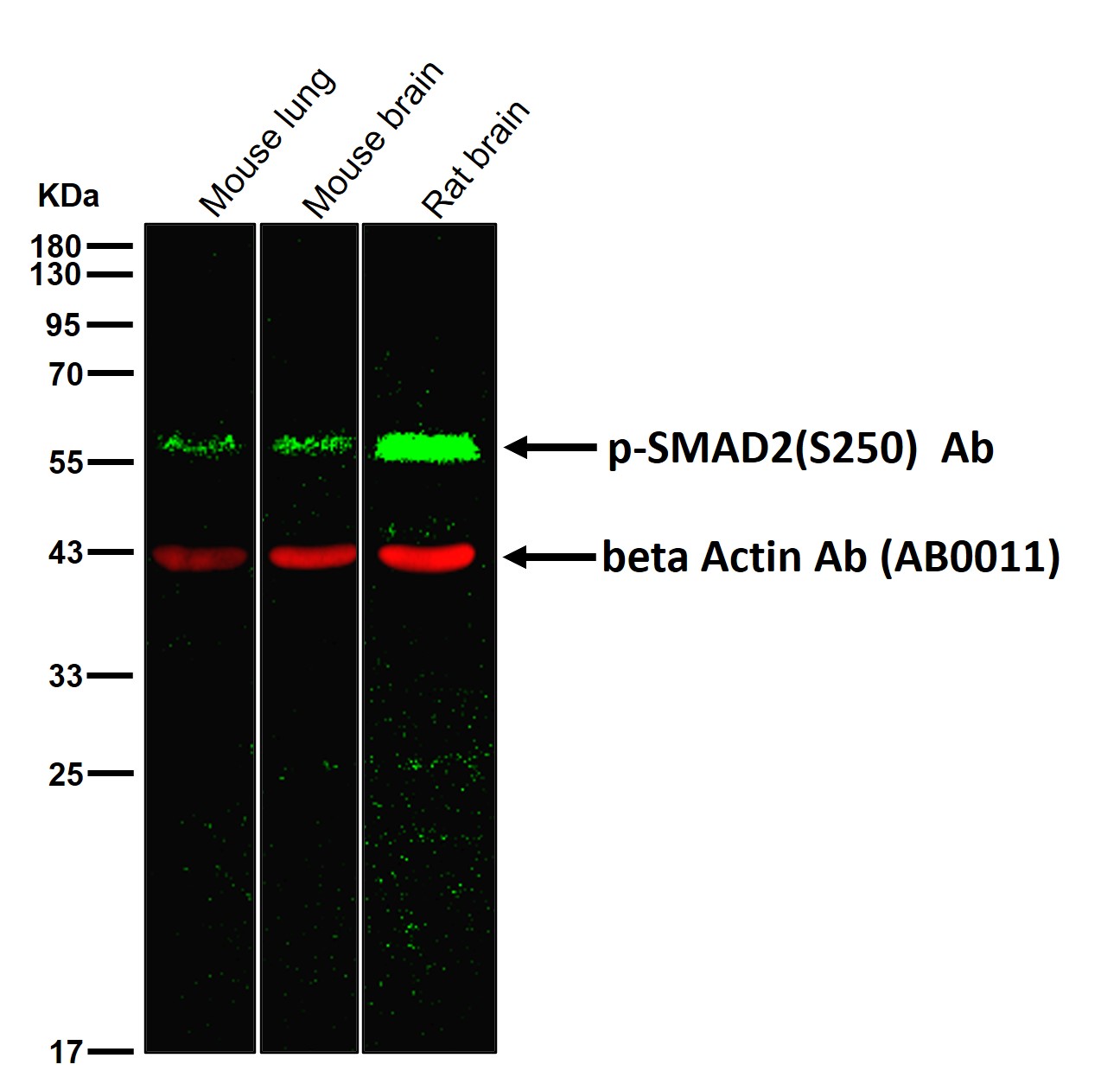 p-SMAD2 (S250) Ab