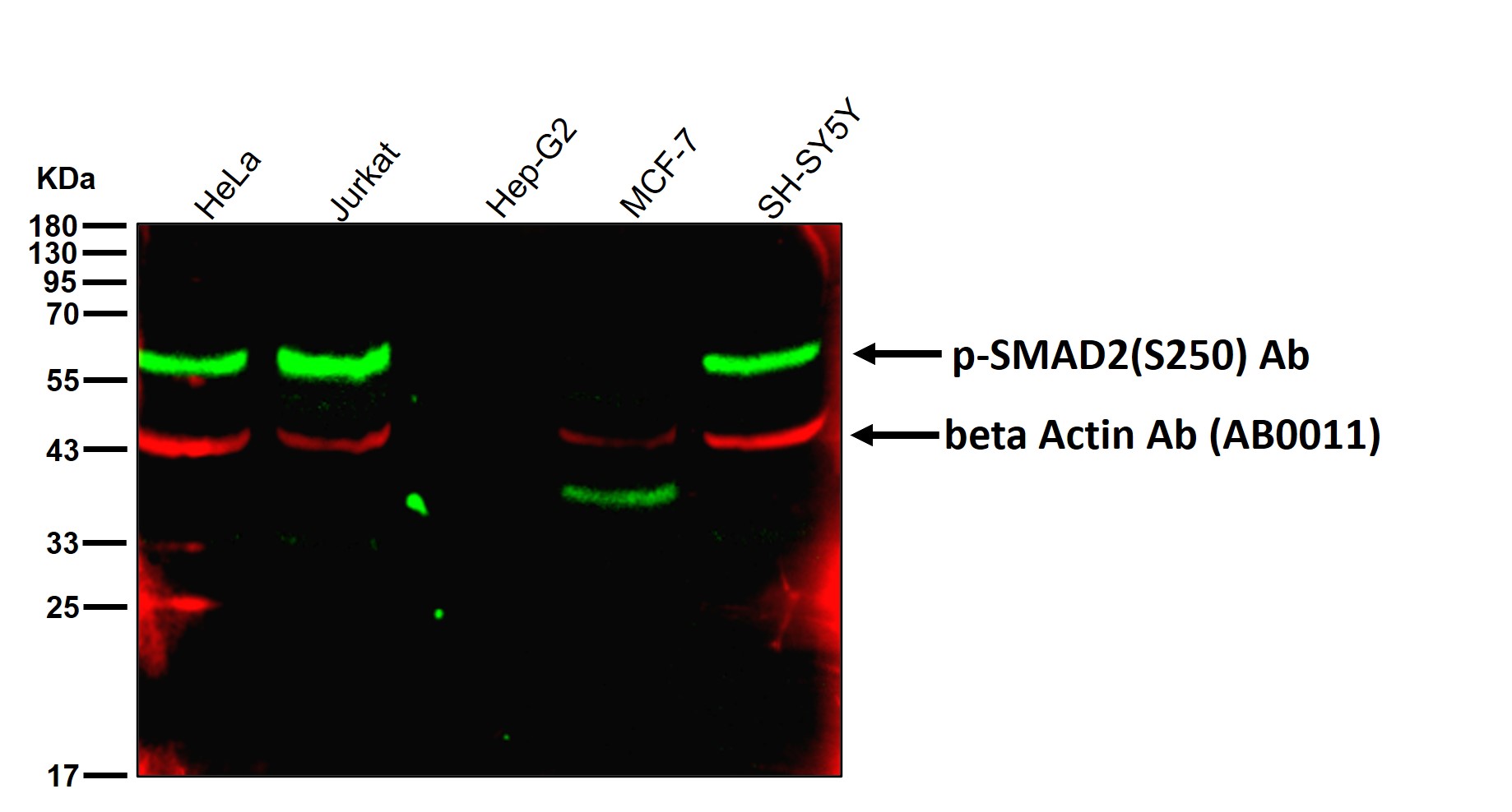 p-SMAD2 (S250) Ab