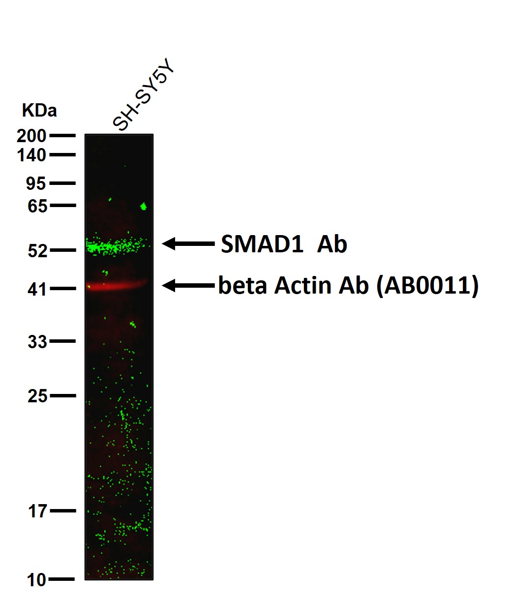 SMAD1 Ab