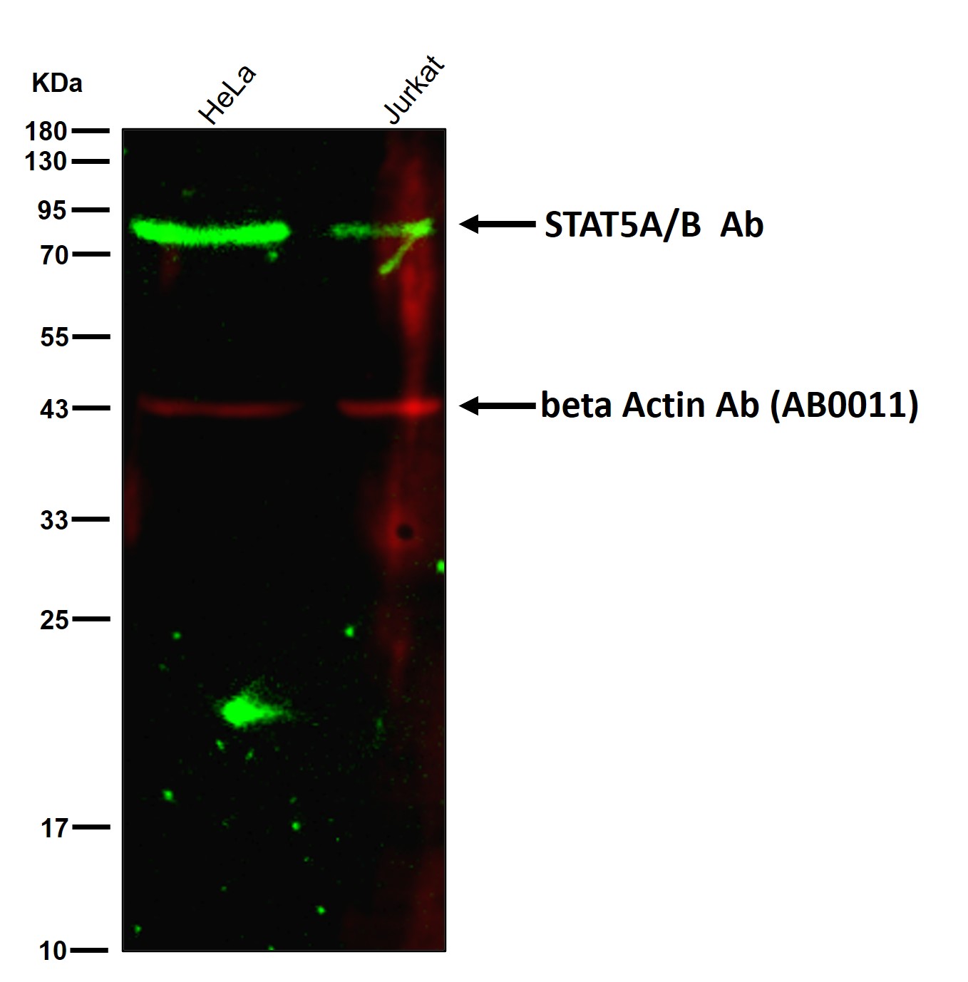 STAT5A/B Ab