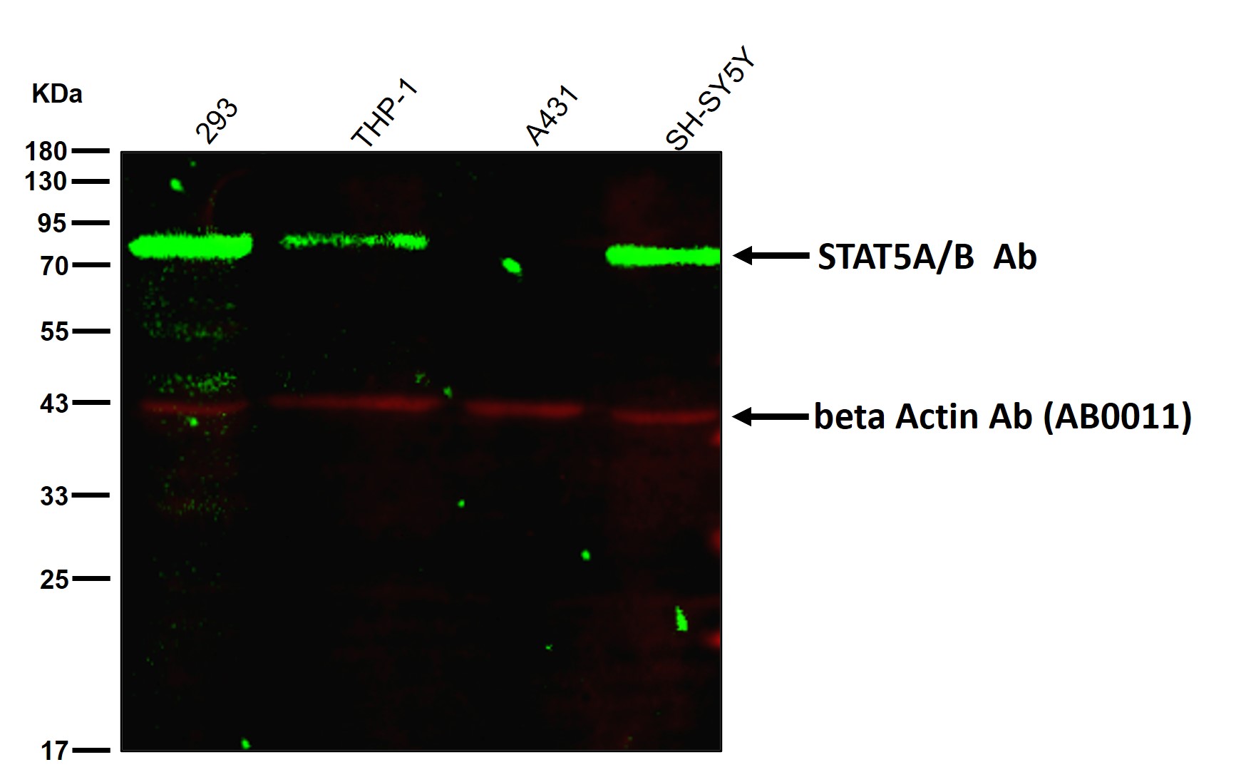 STAT5A/B Ab