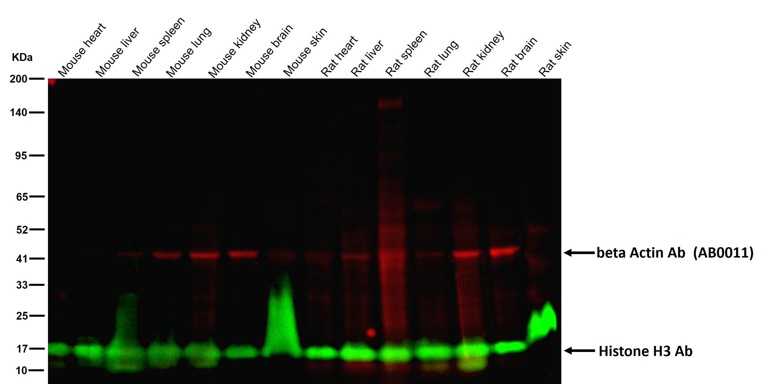 Histone H3 Ab