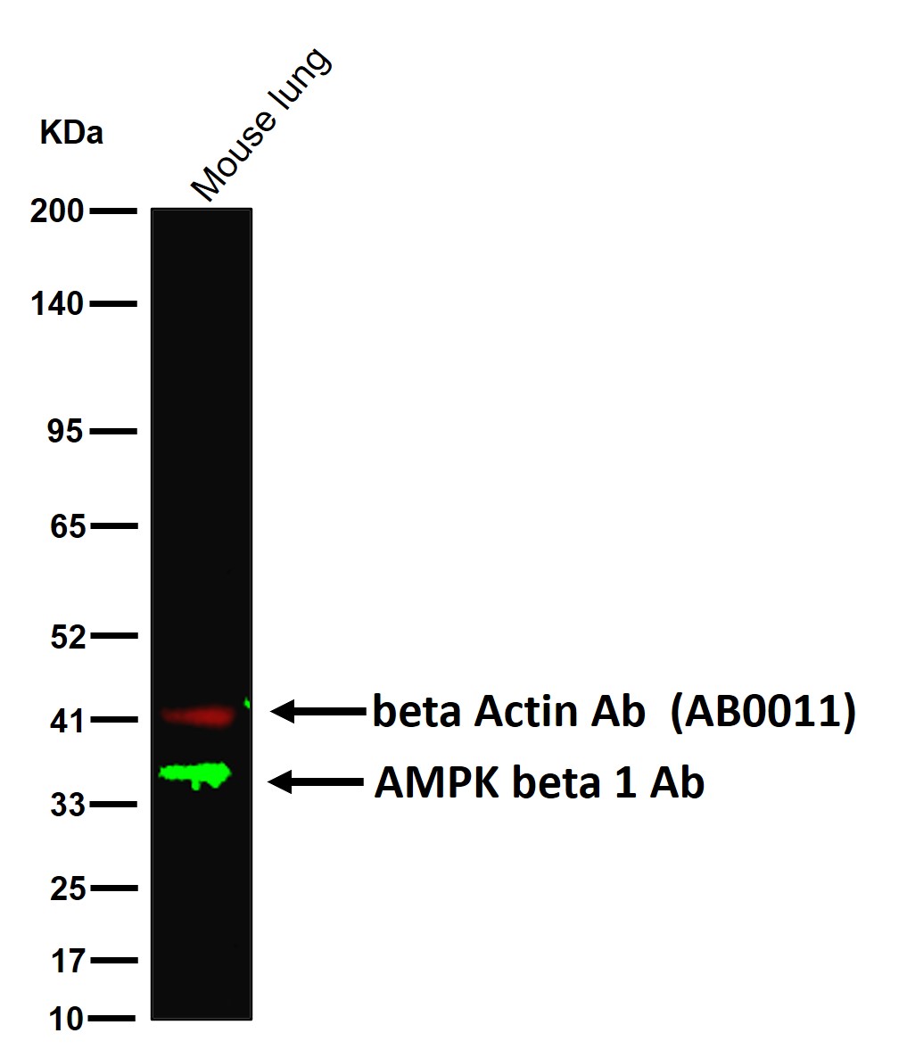 AMPK beta 1 Ab